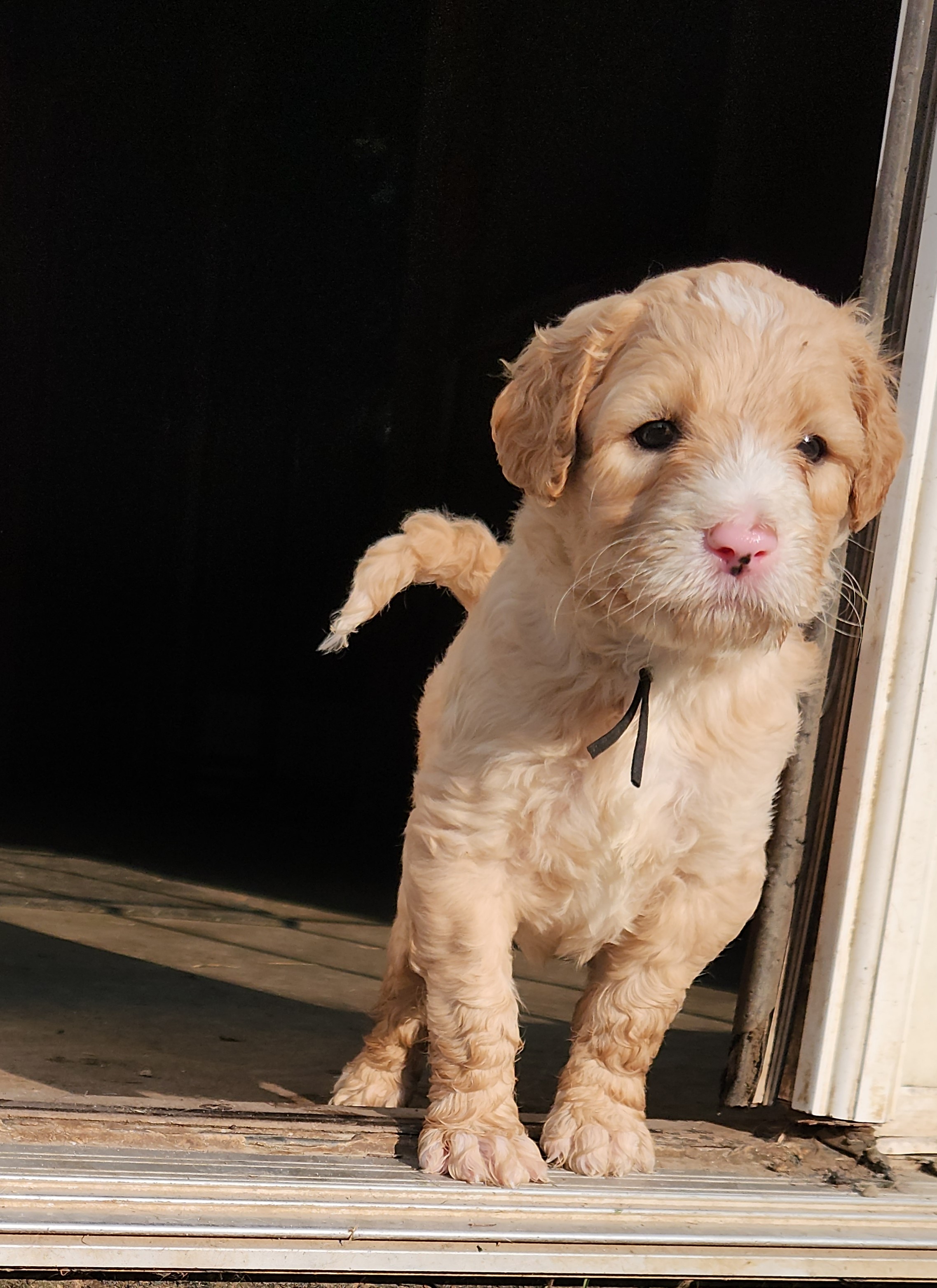 labradoodle