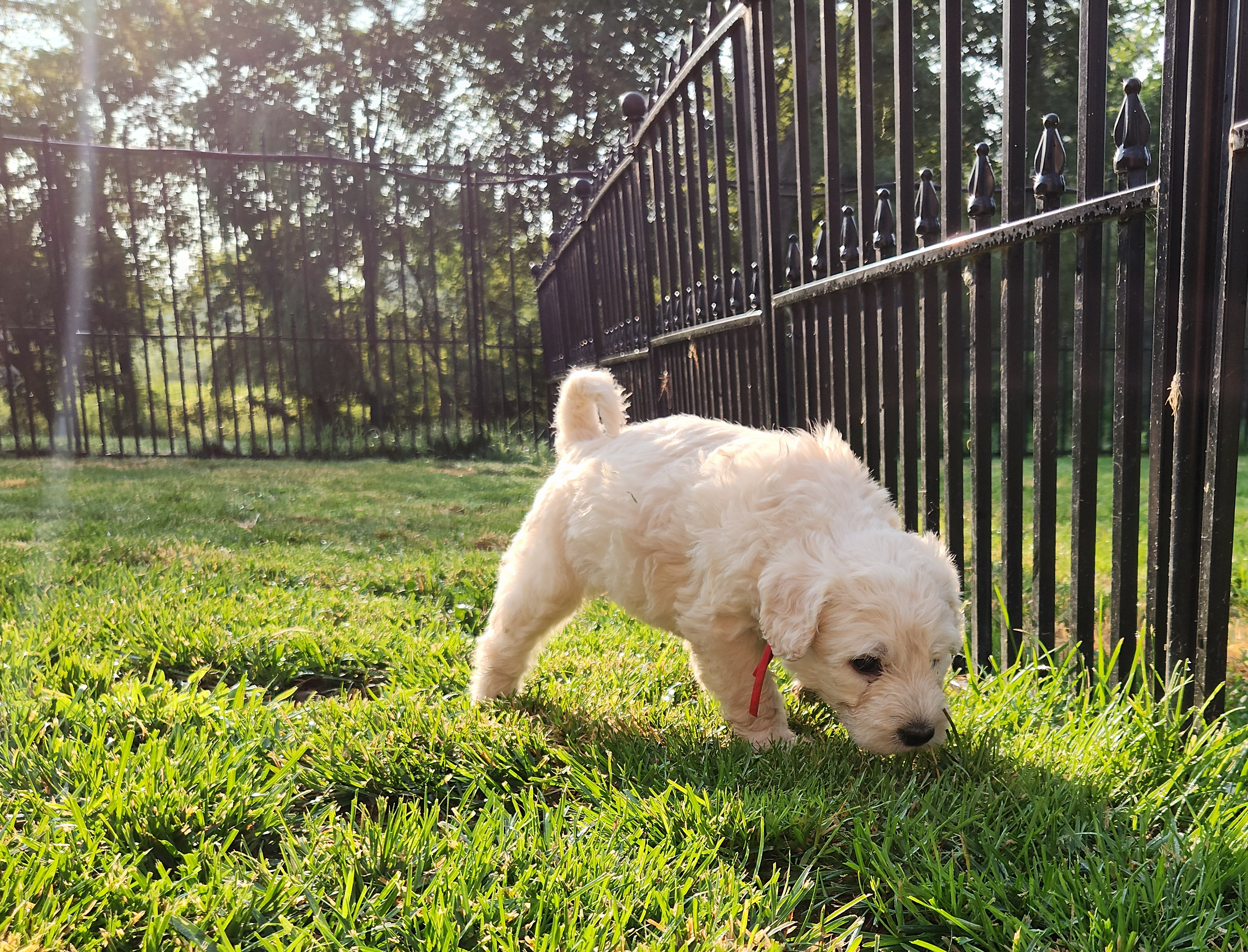 labradoodle