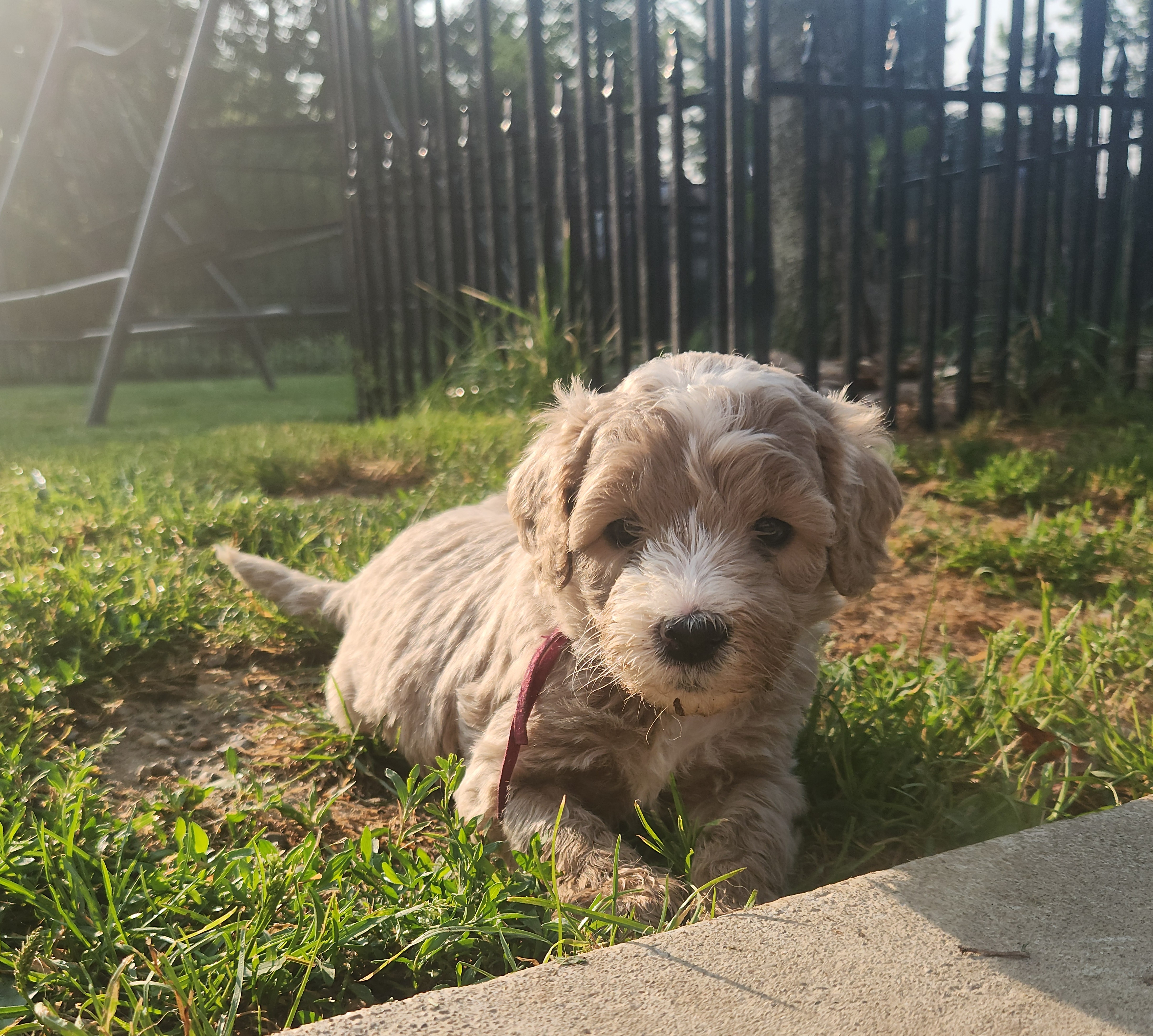 labradoodle