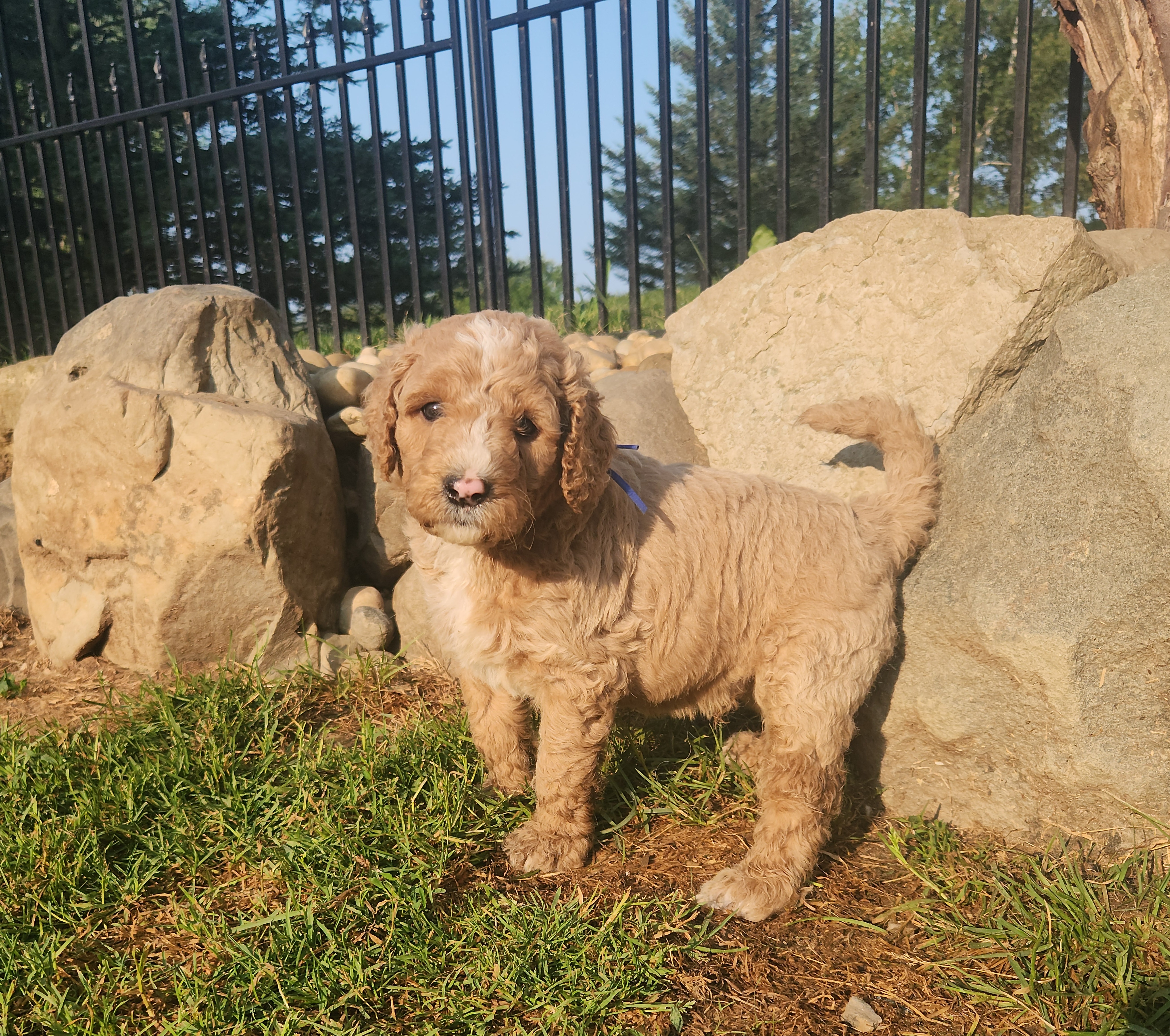 labradoodle