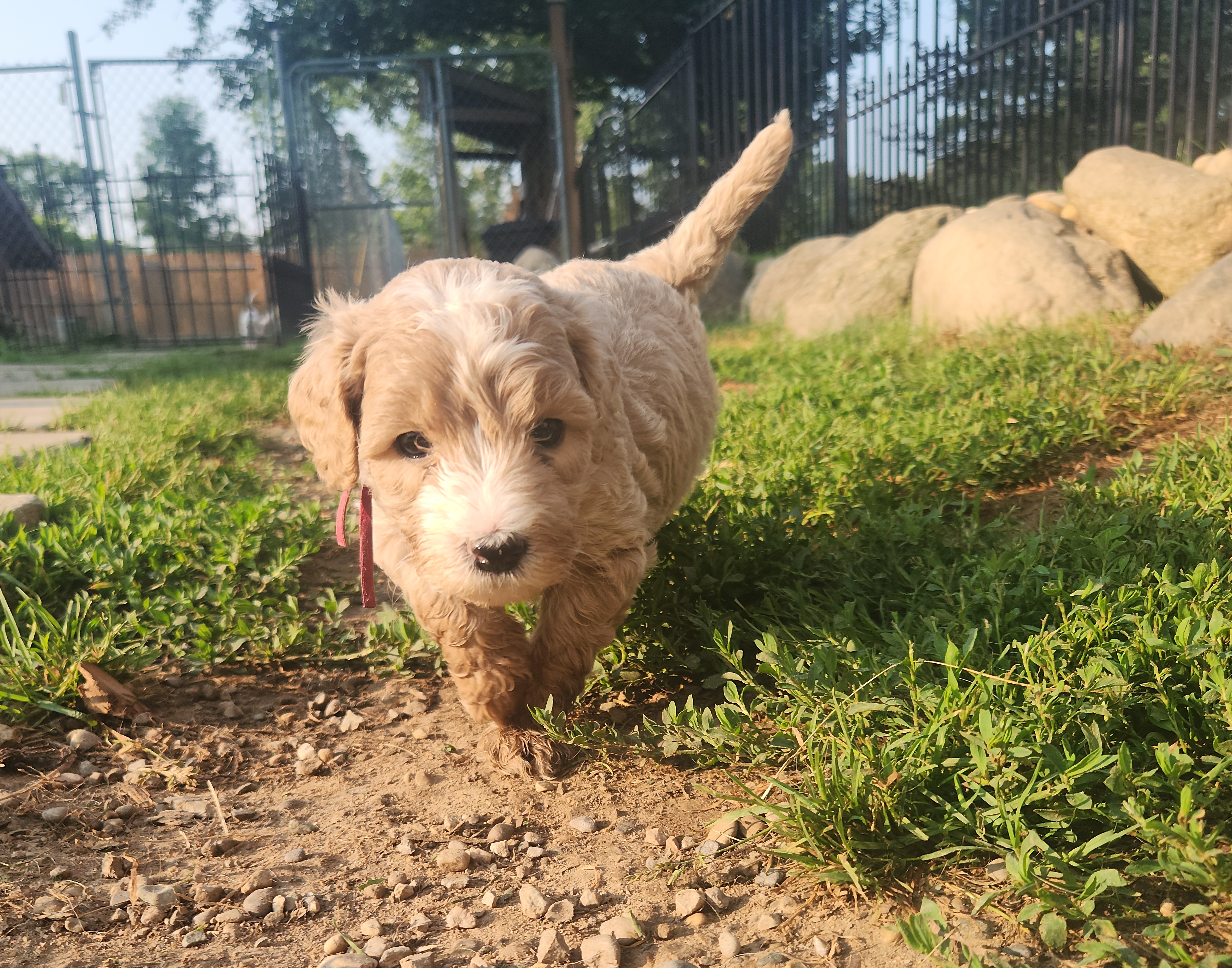 labradoodle