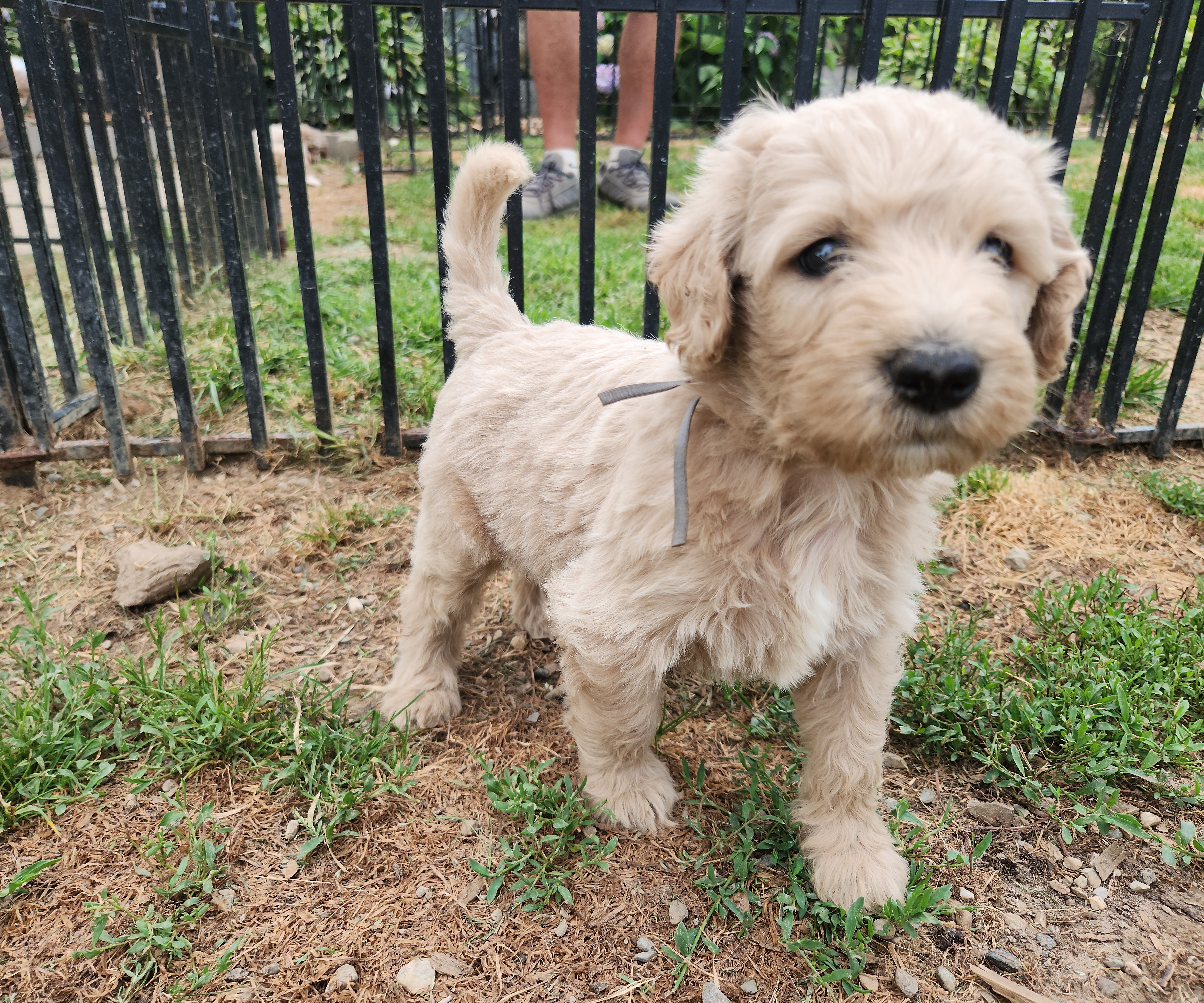 labradoodle