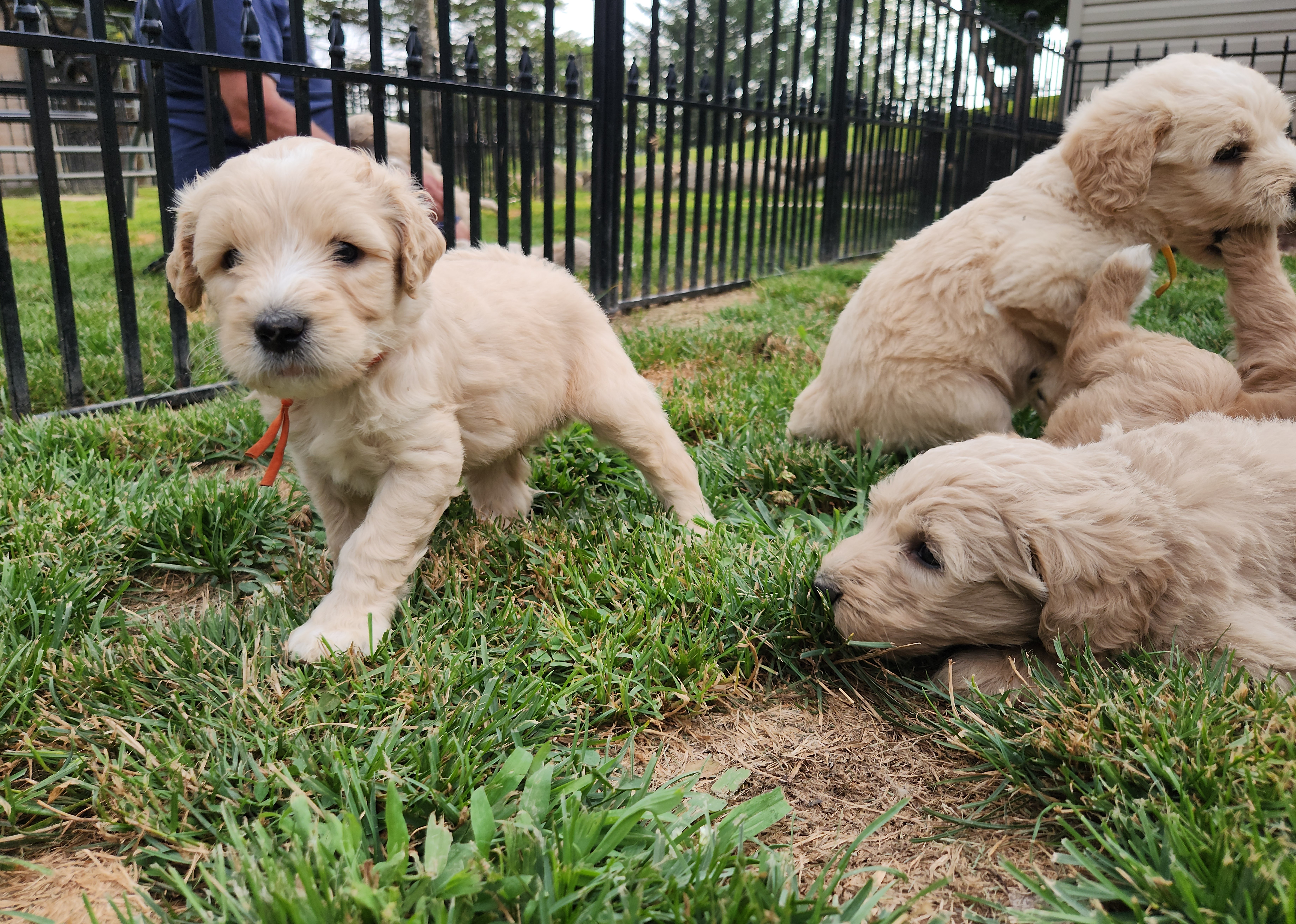 labradoodle