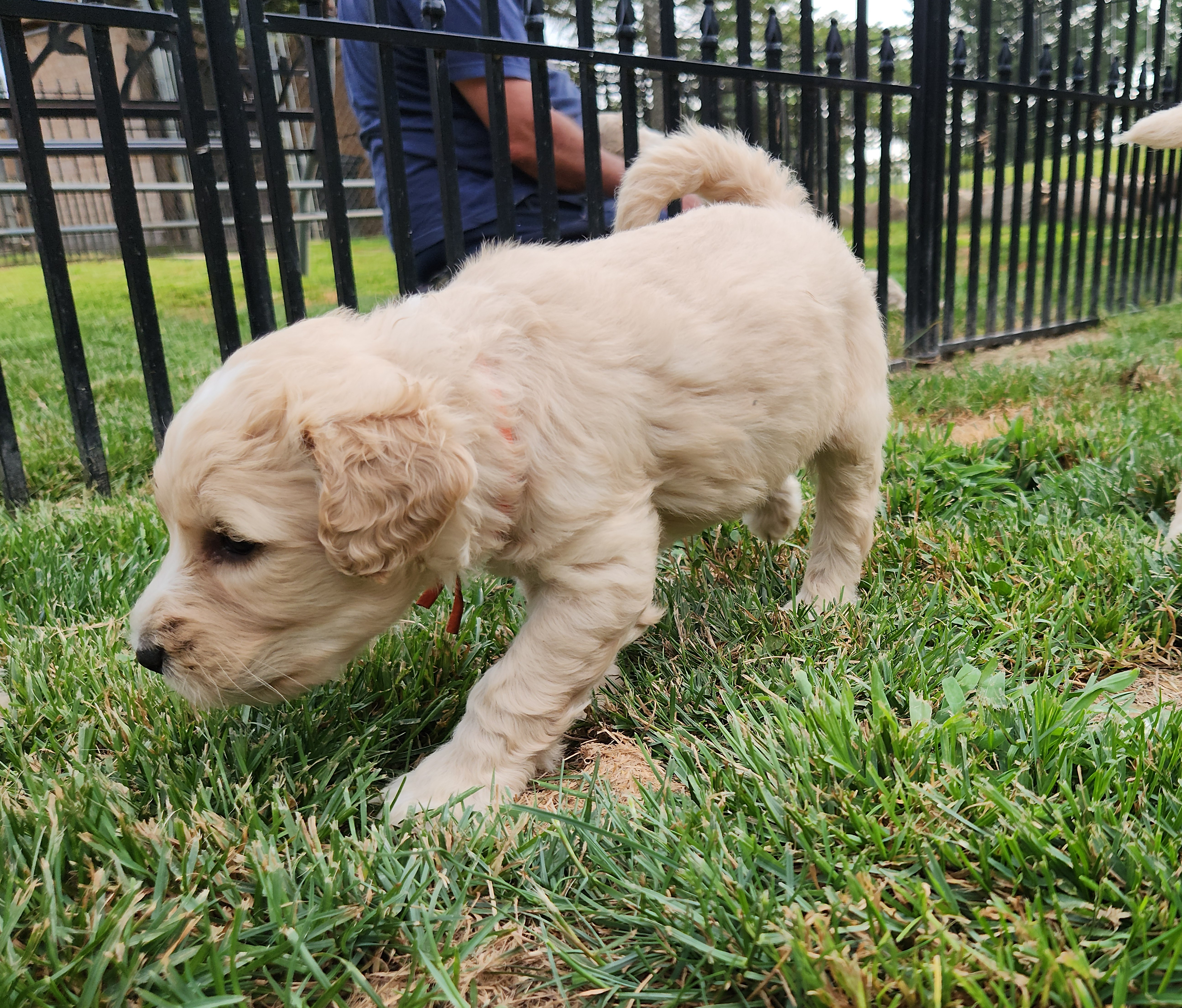 labradoodle
