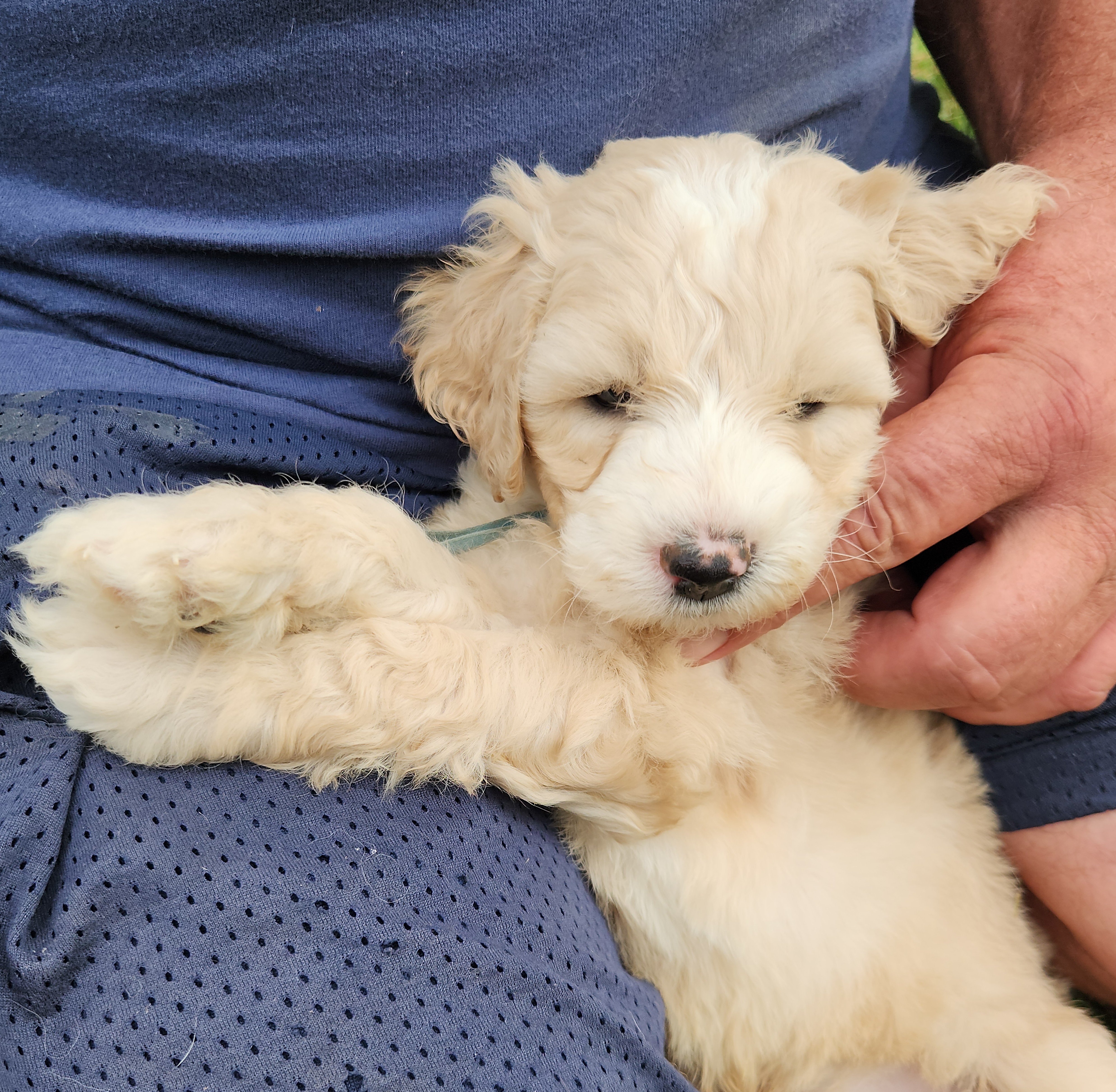 labradoodle