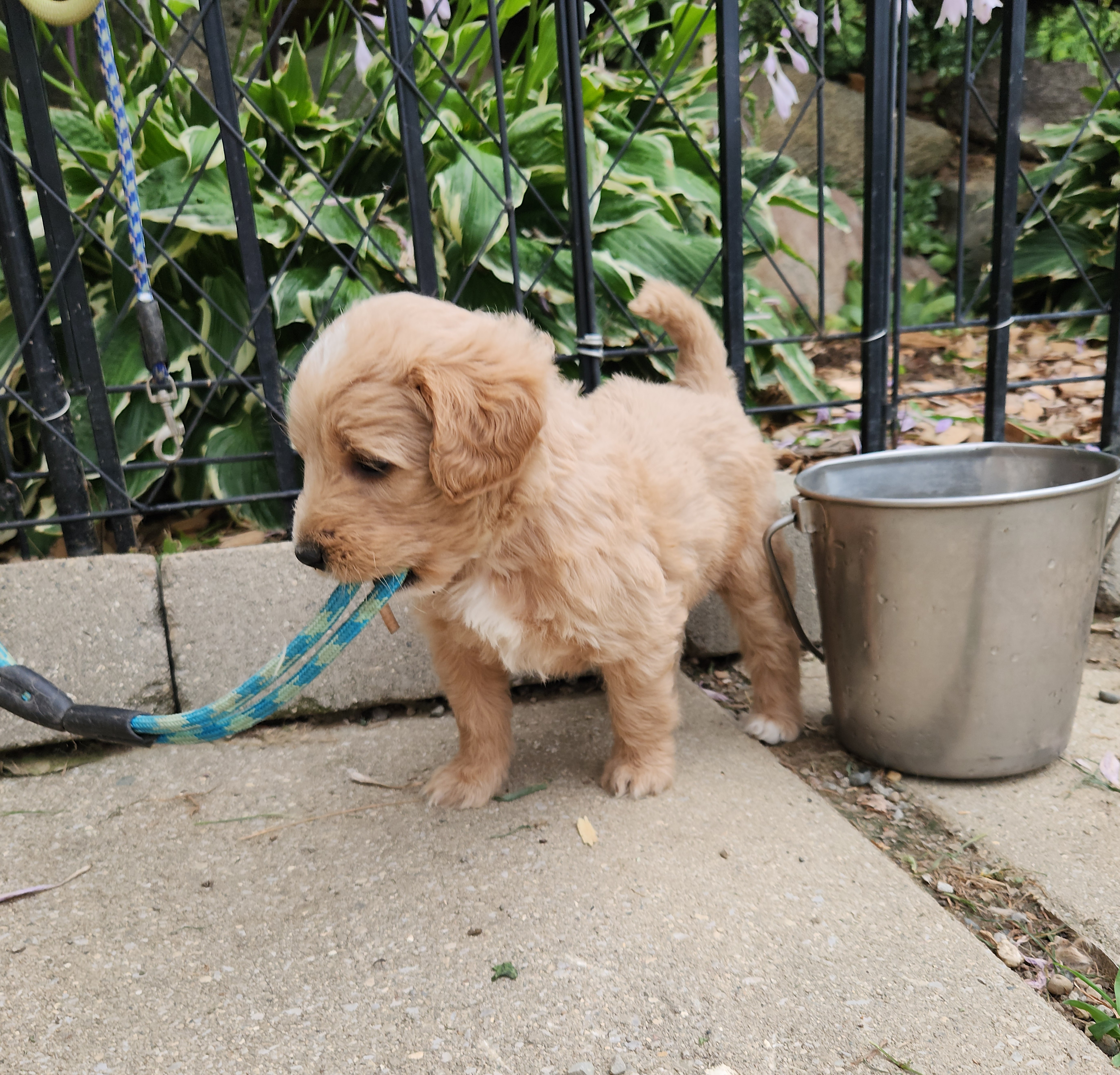 labradoodle