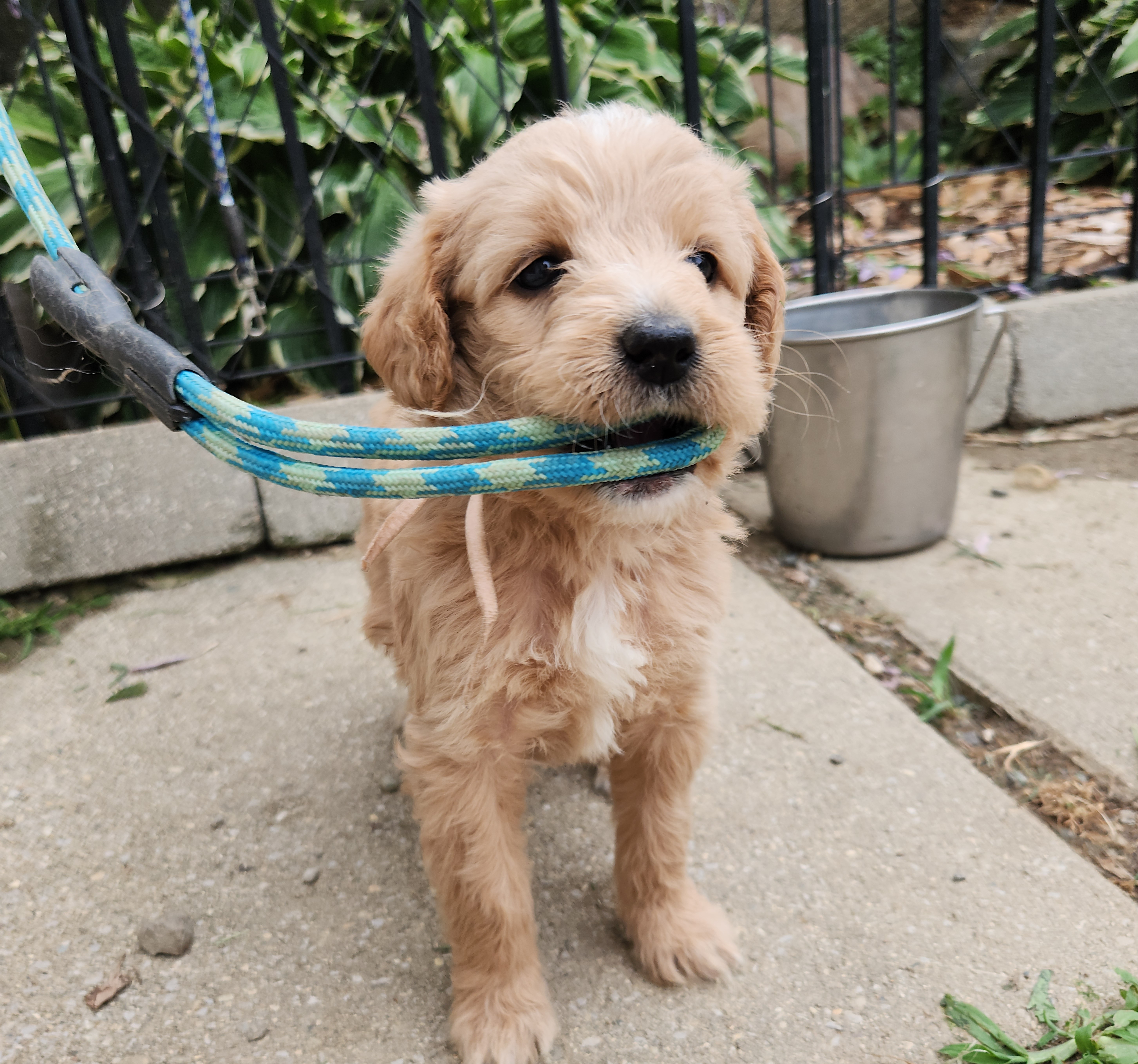 labradoodle