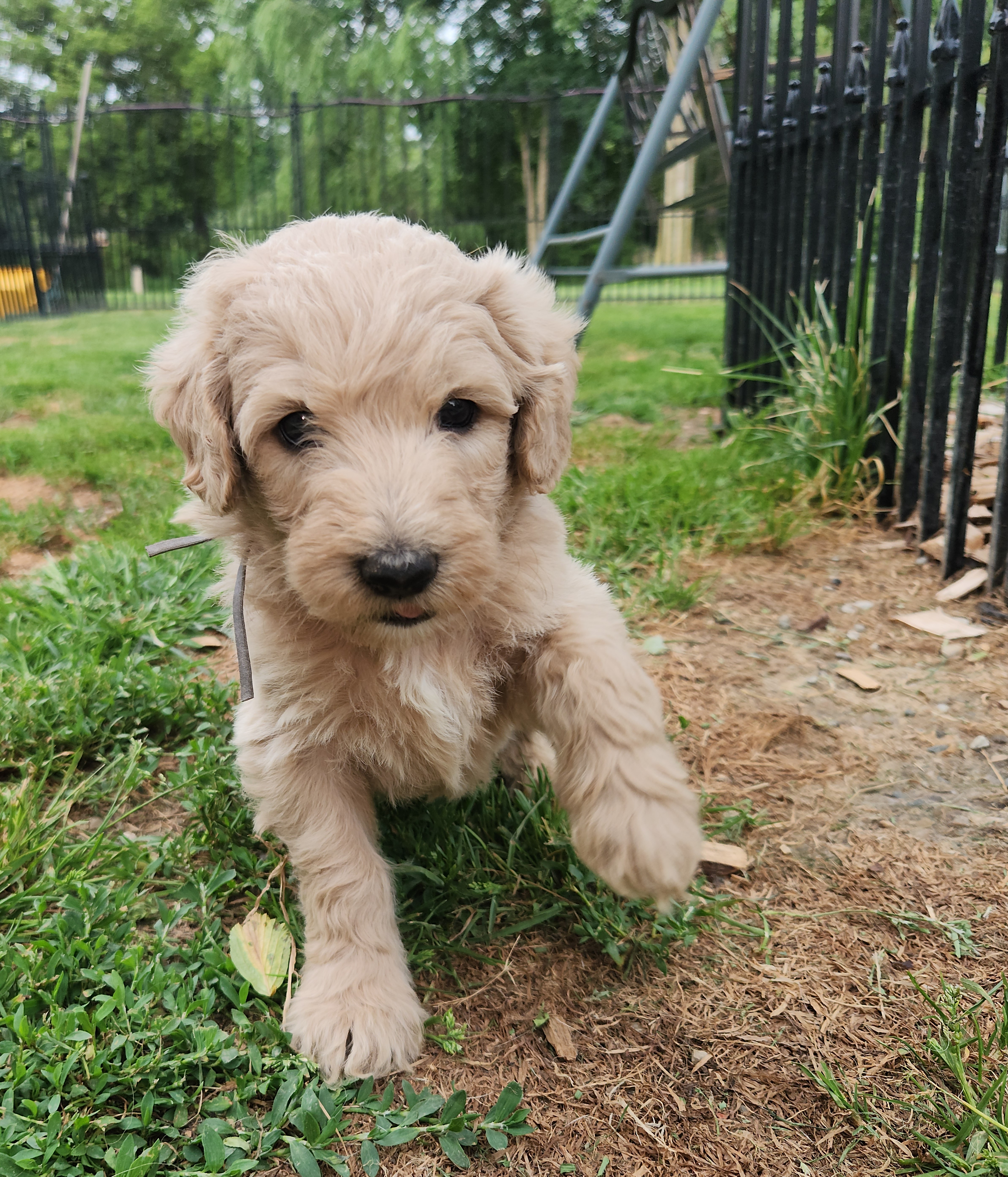 labradoodle