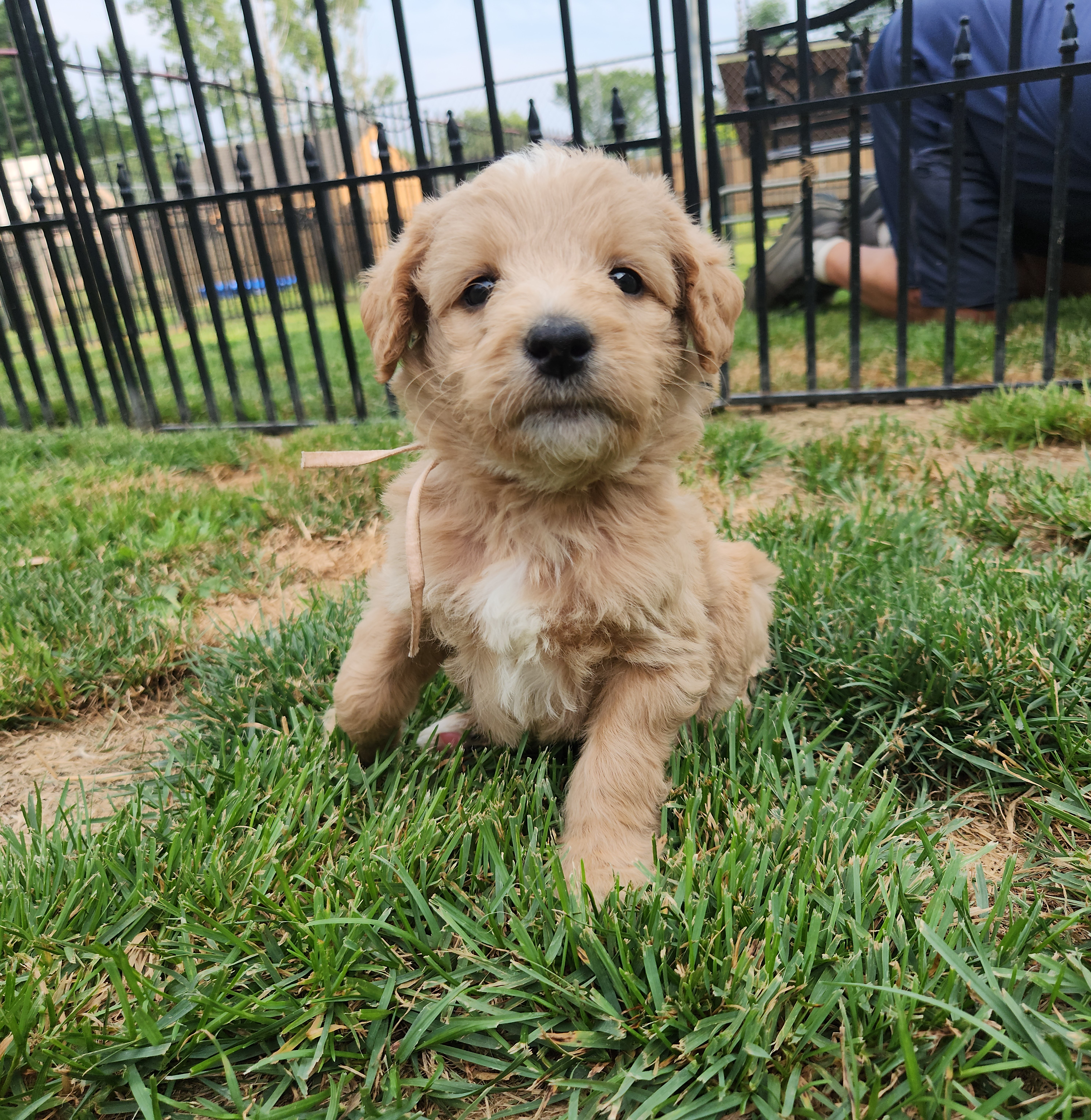 labradoodle