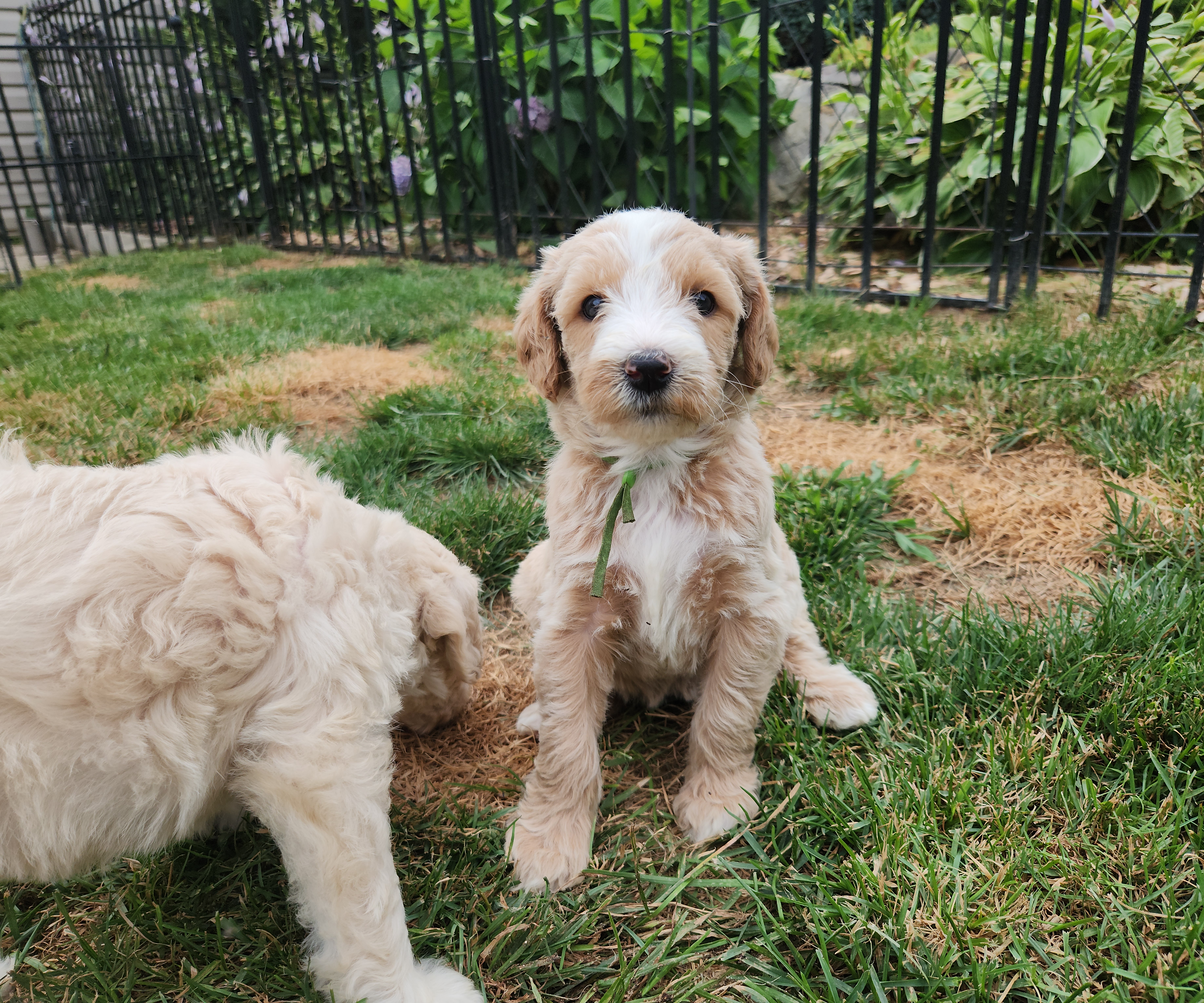 labradoodle