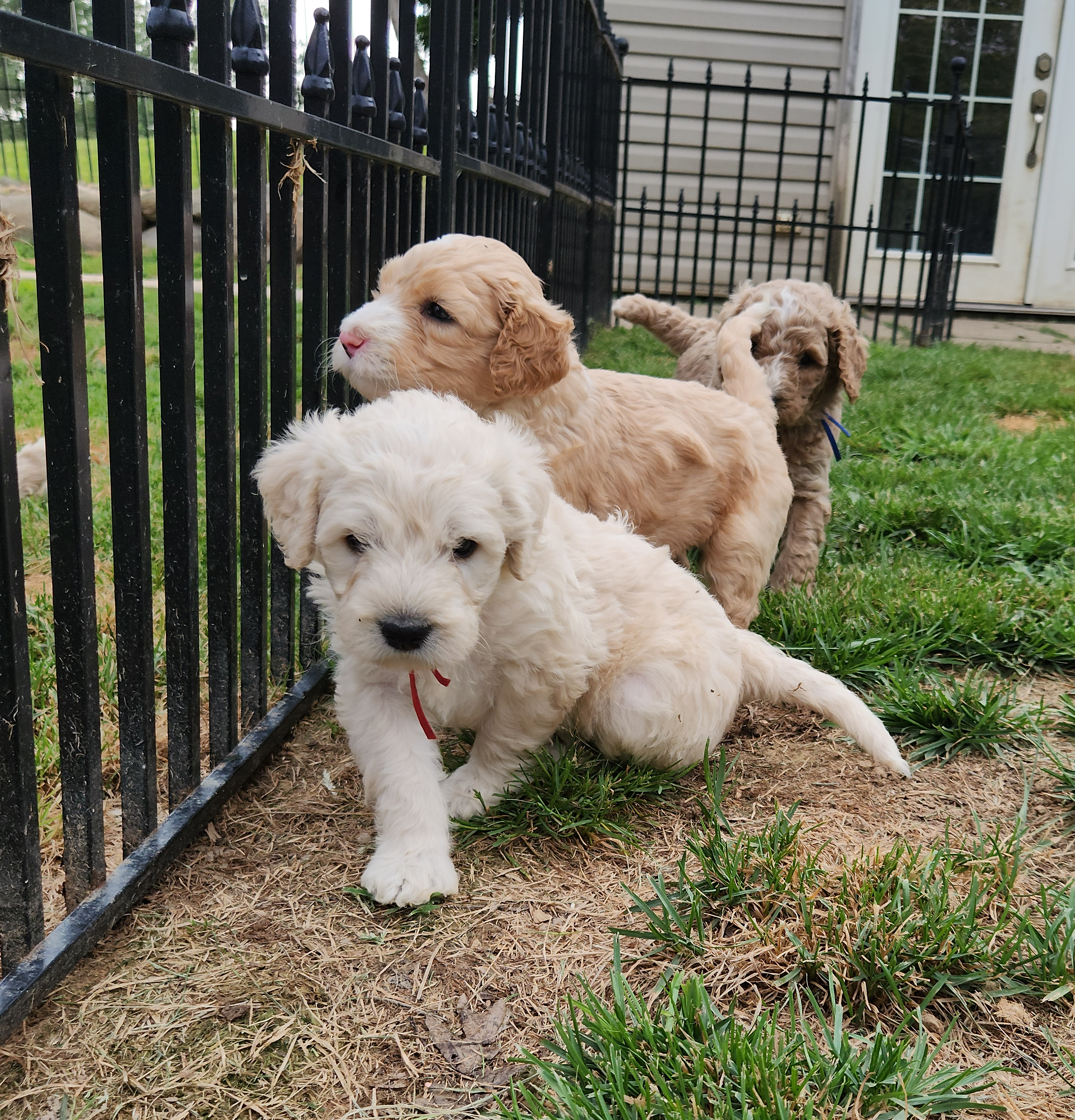 labradoodle