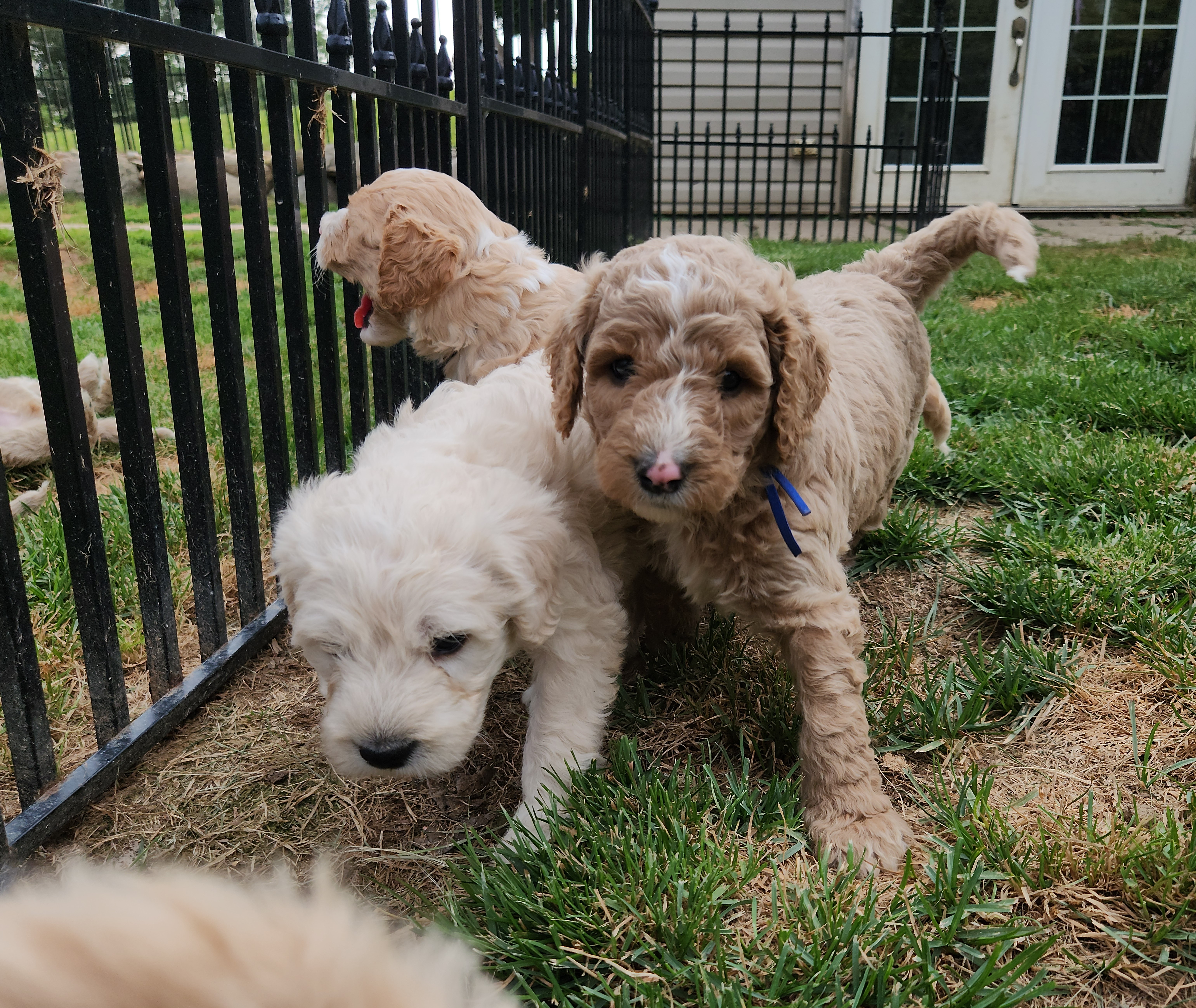 labradoodle