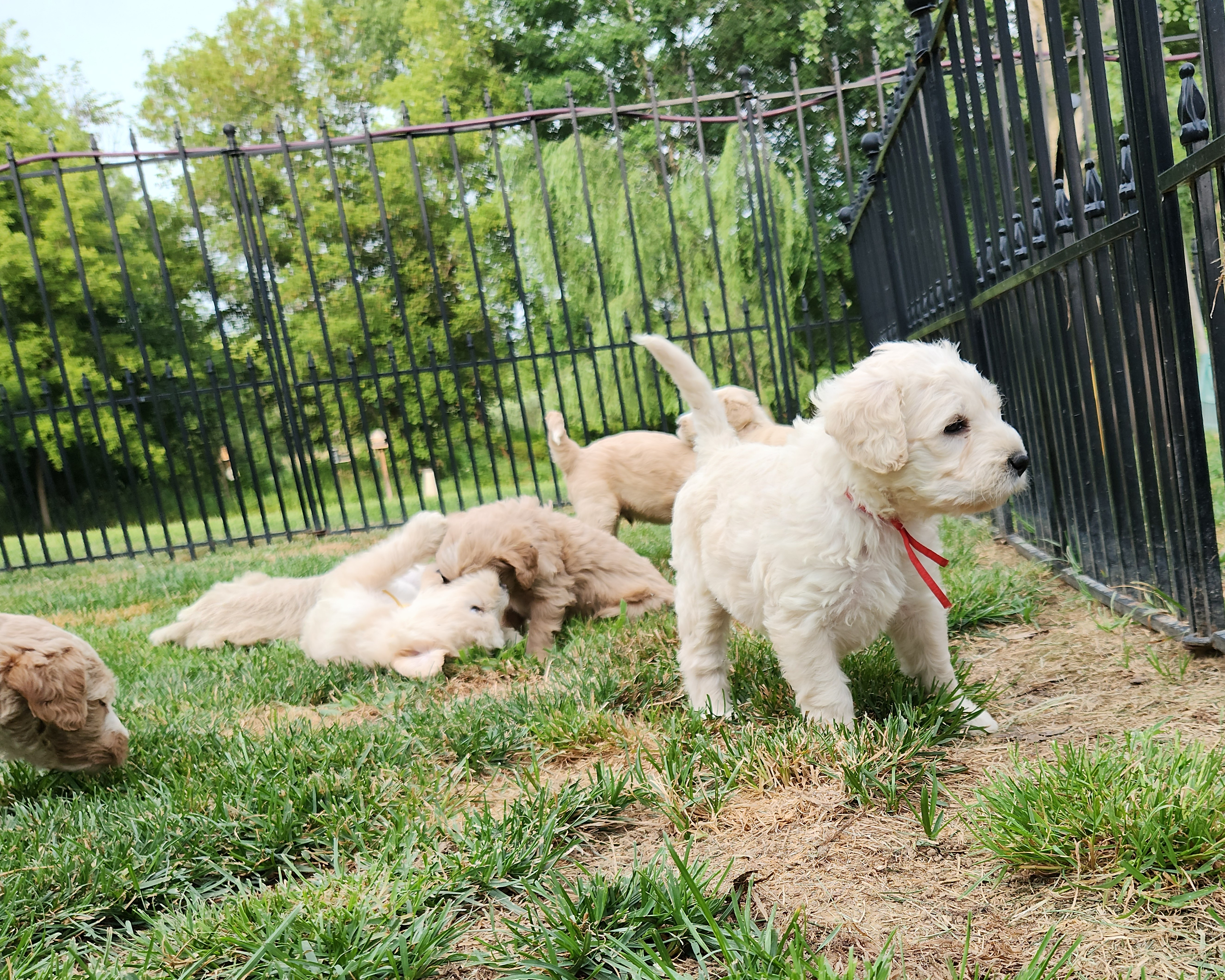 labradoodle