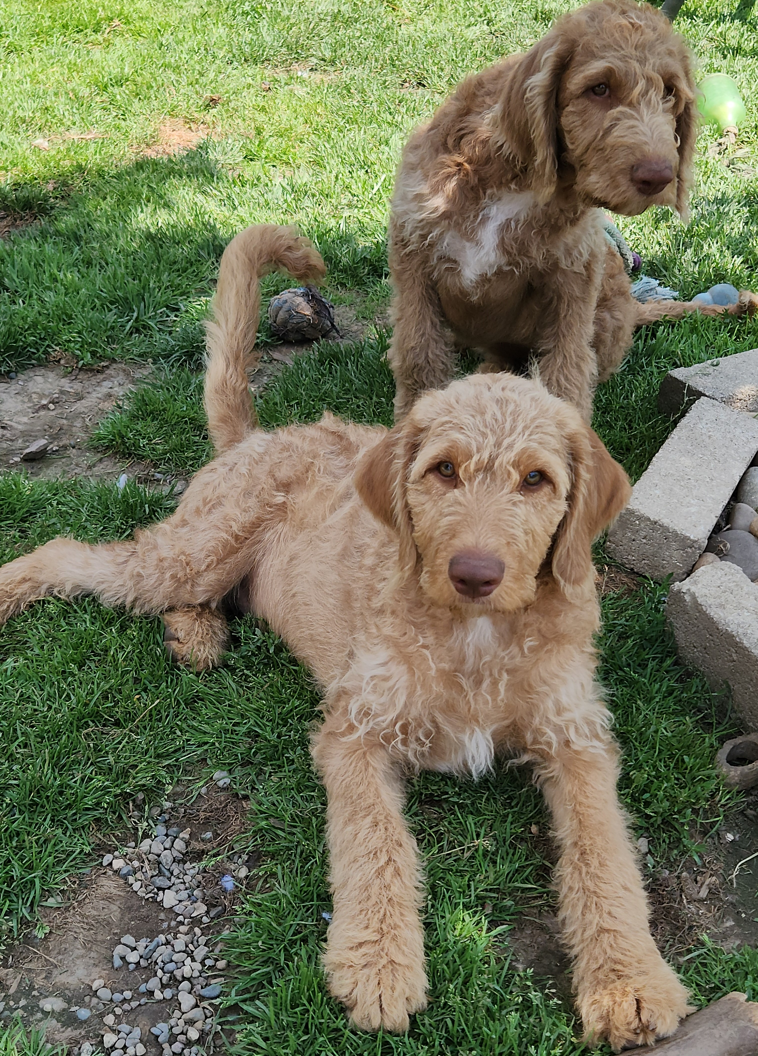 labradoodle
