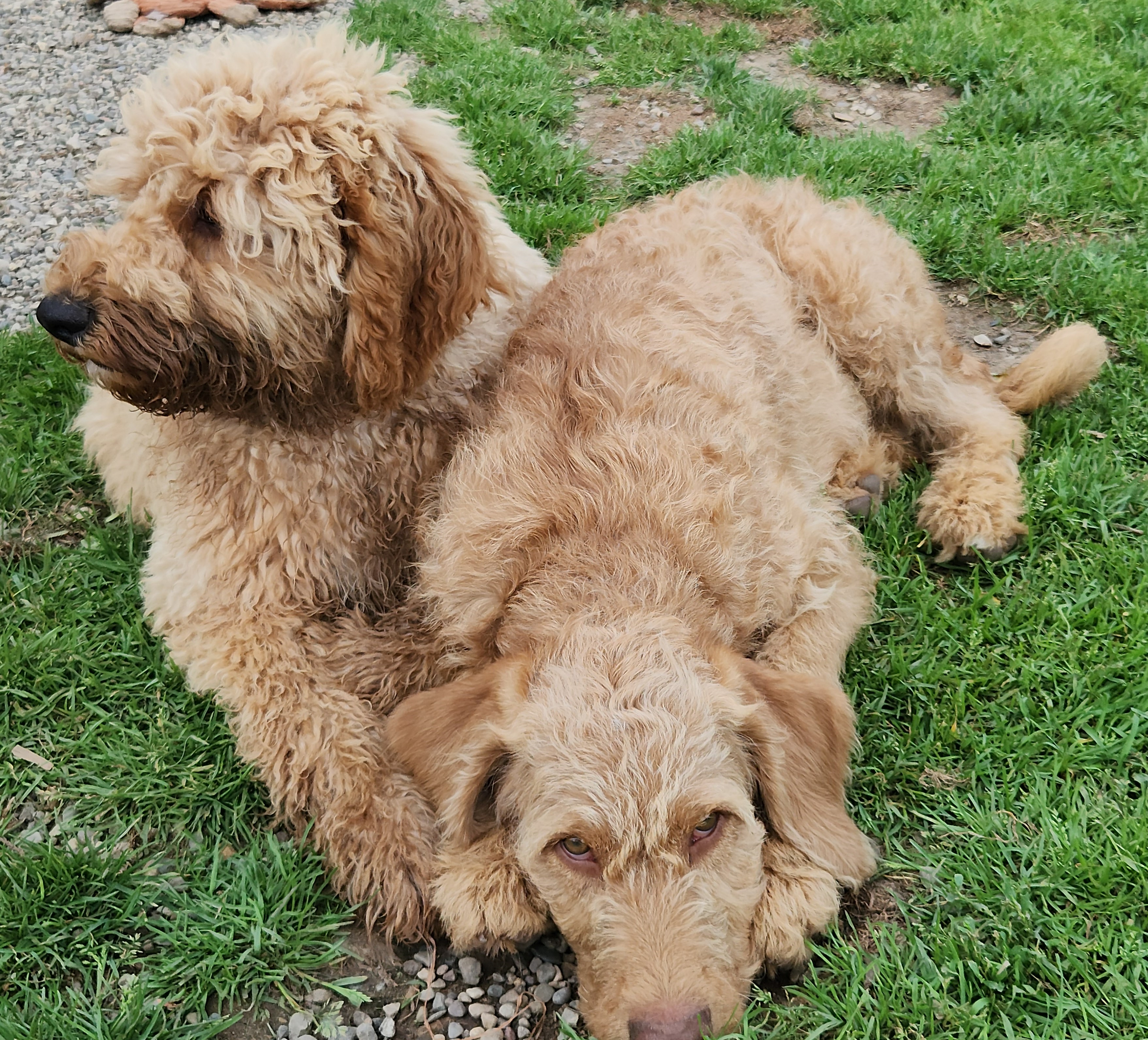 labradoodle