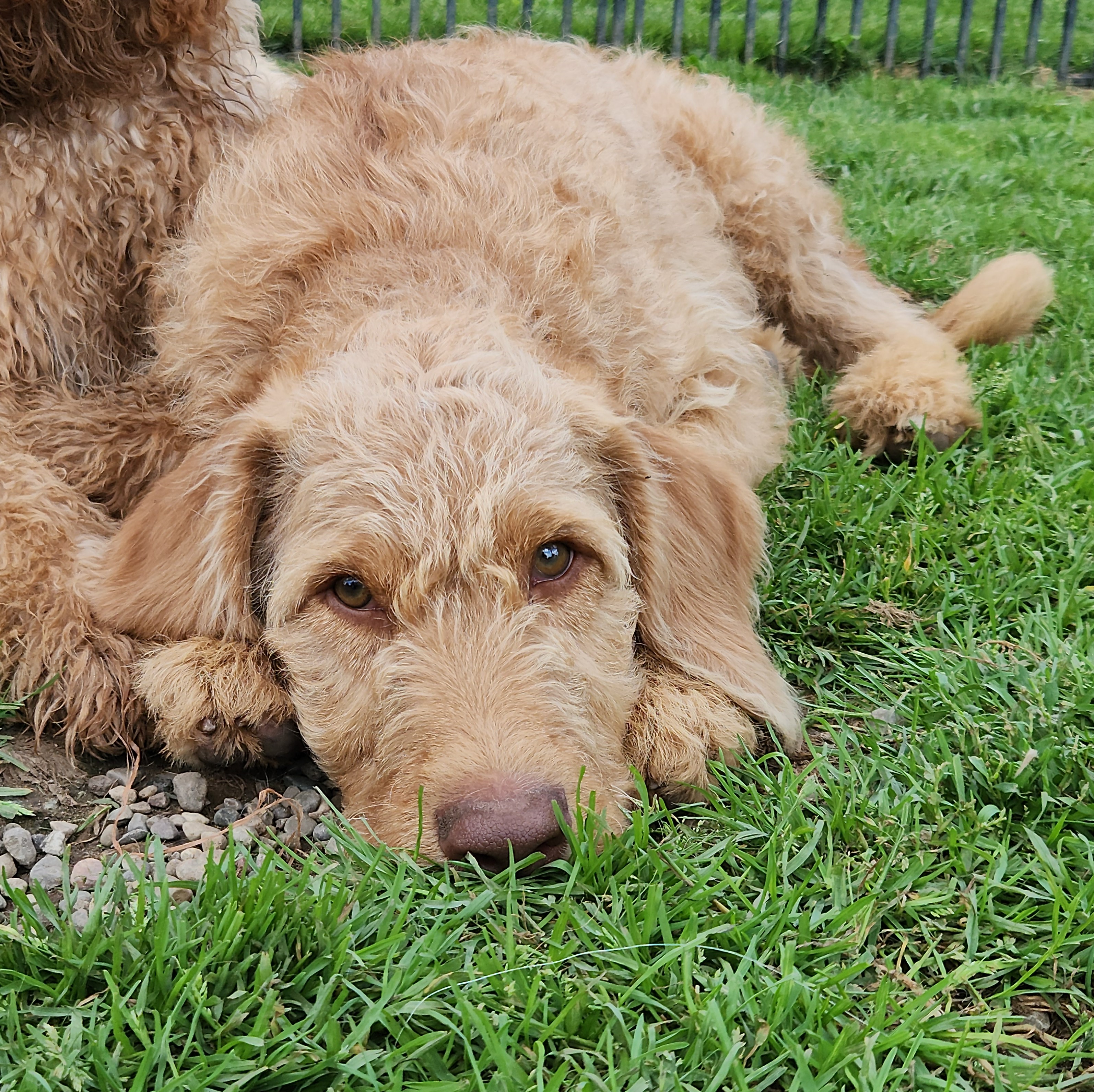 labradoodle