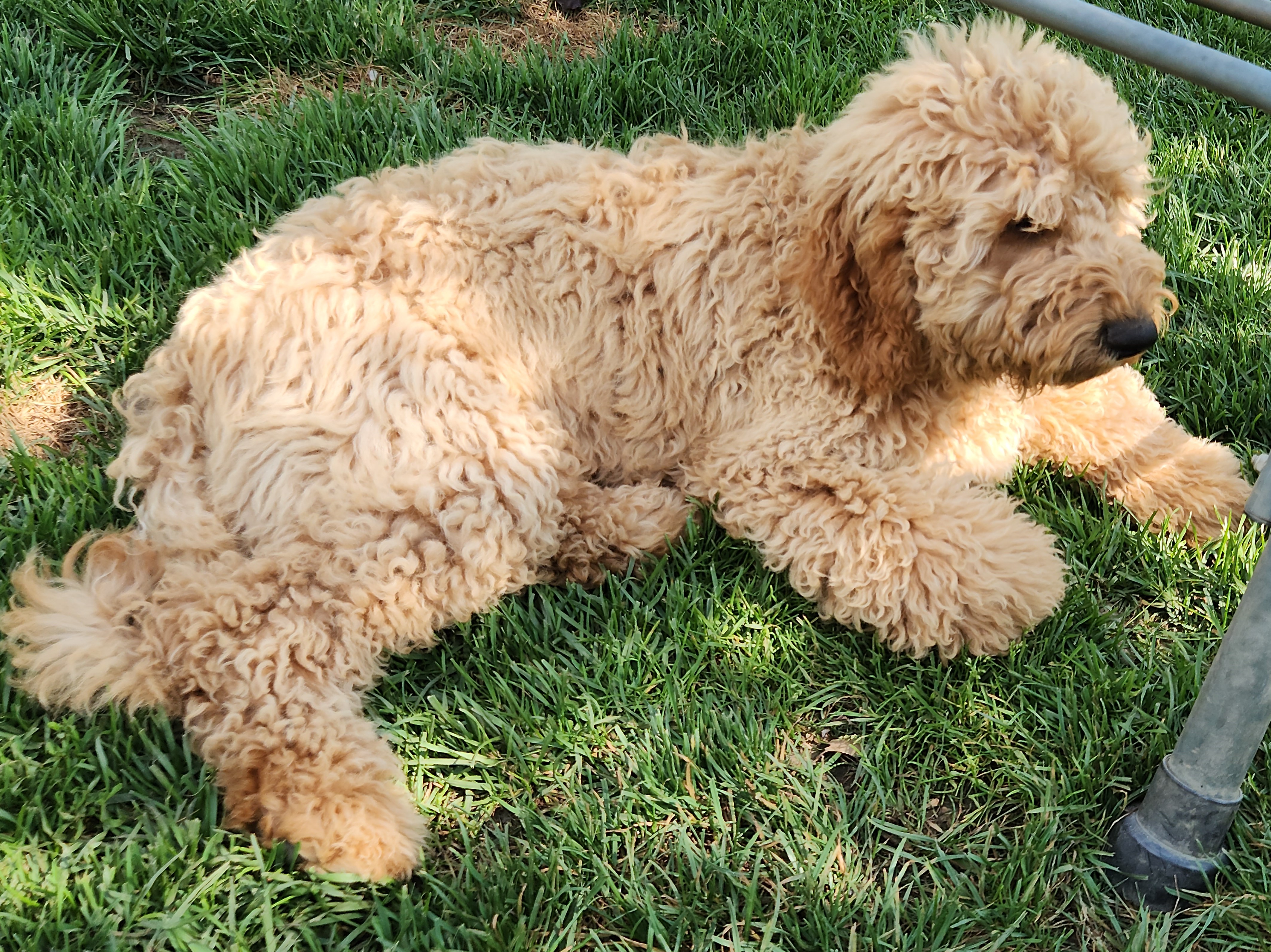 labradoodle