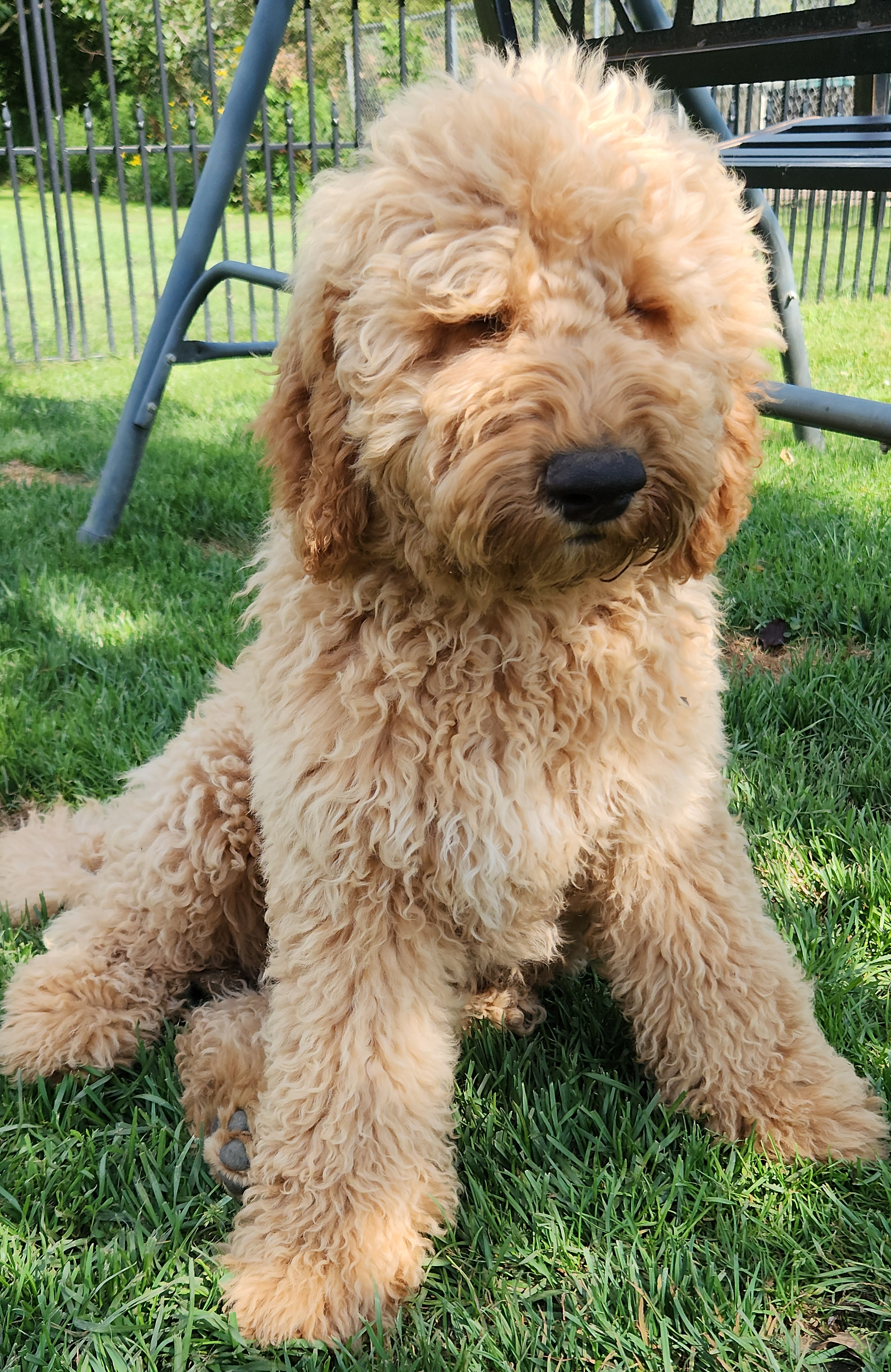 labradoodle