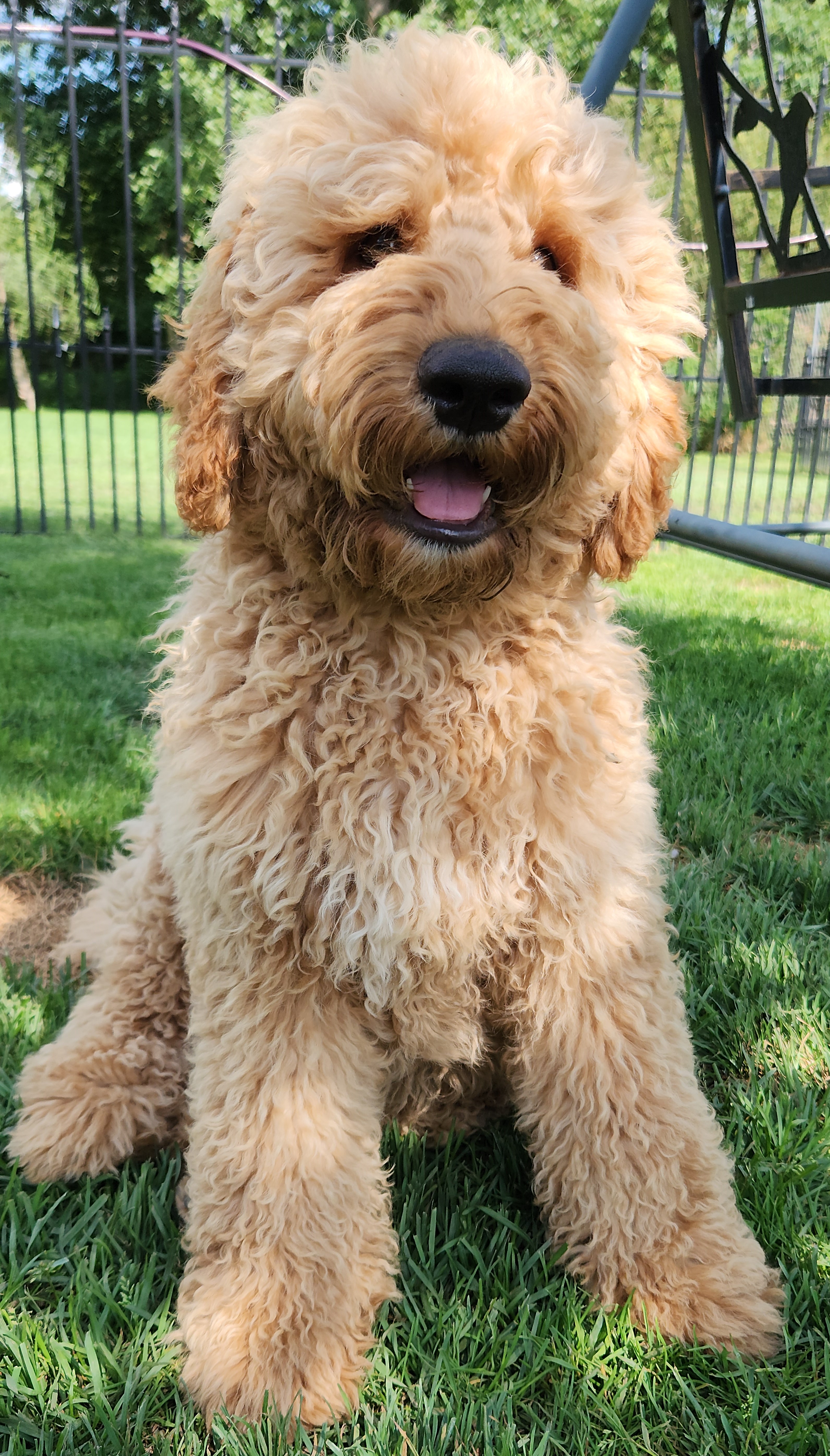labradoodle