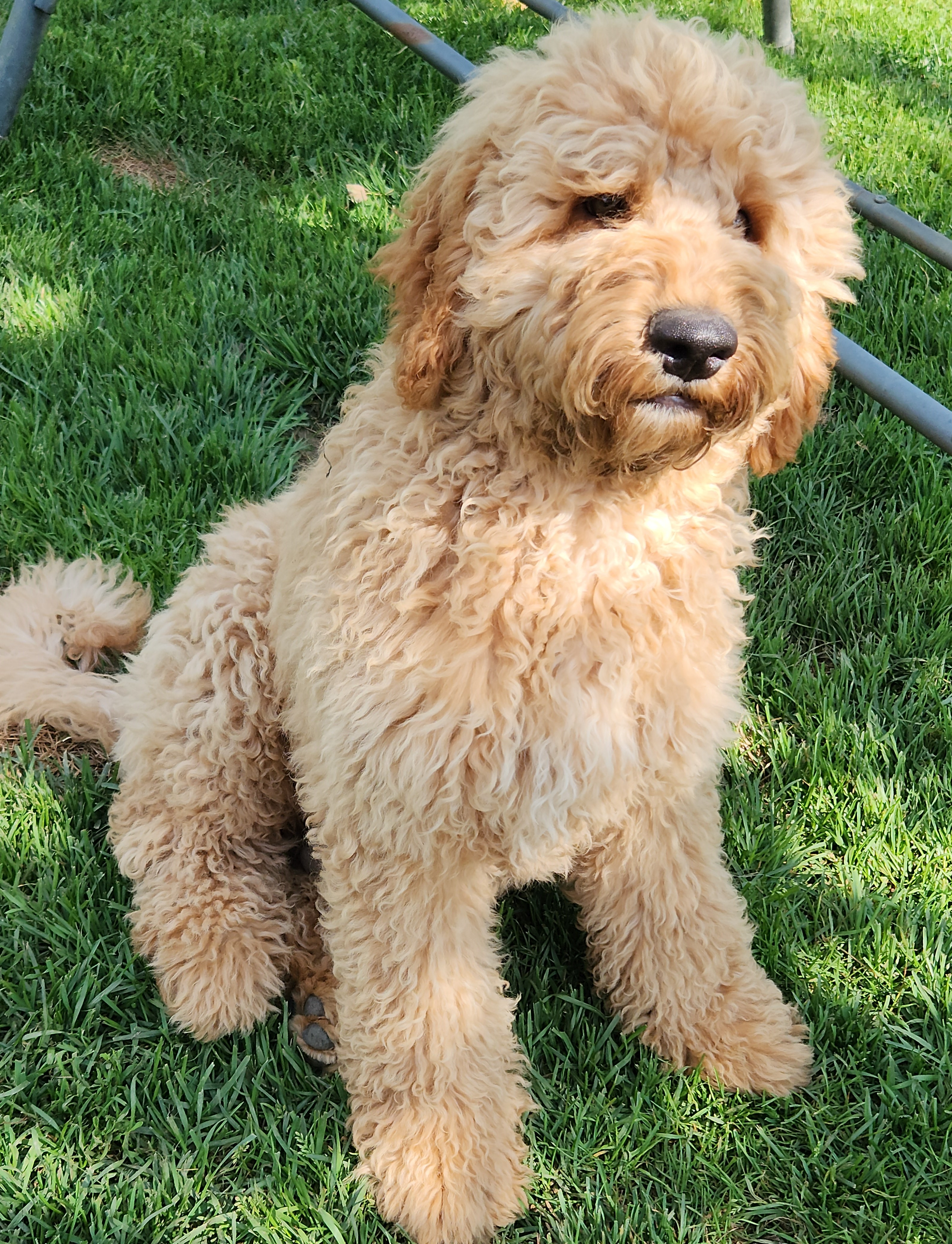 labradoodle