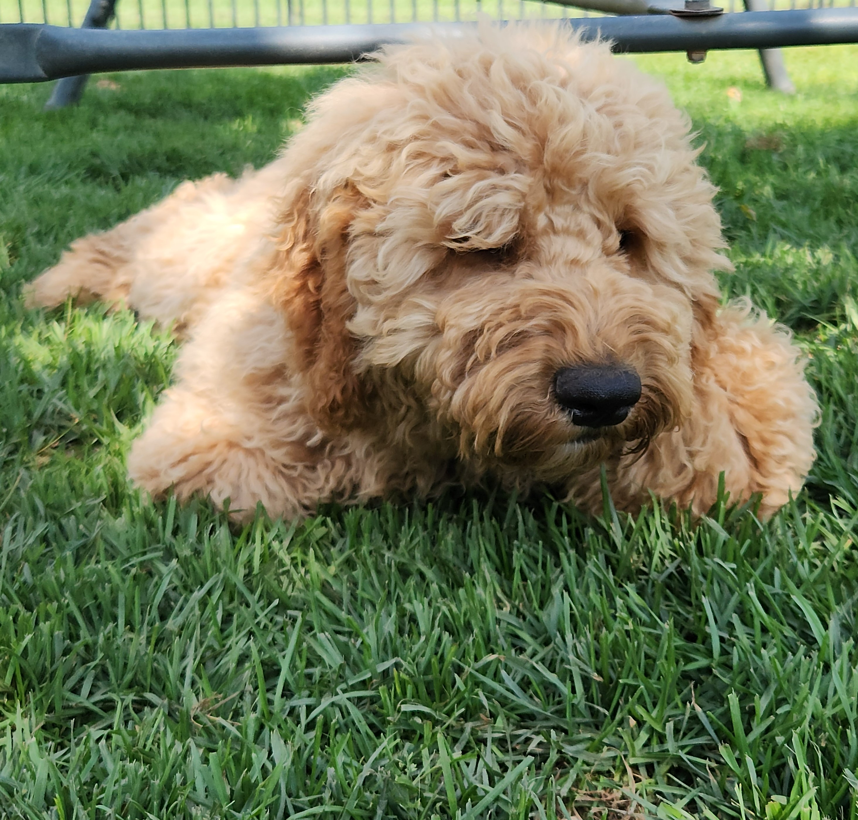 labradoodle