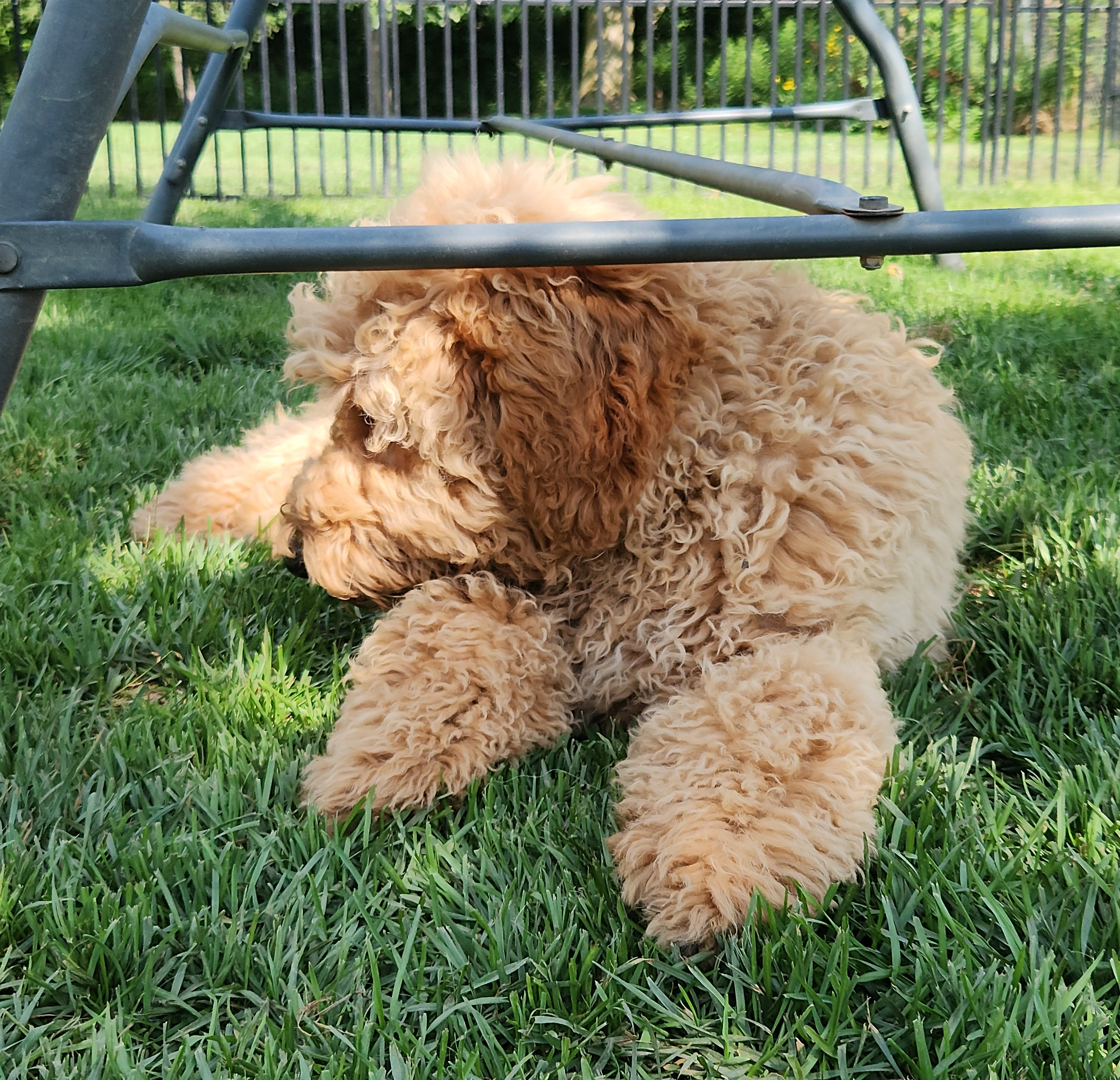 labradoodle