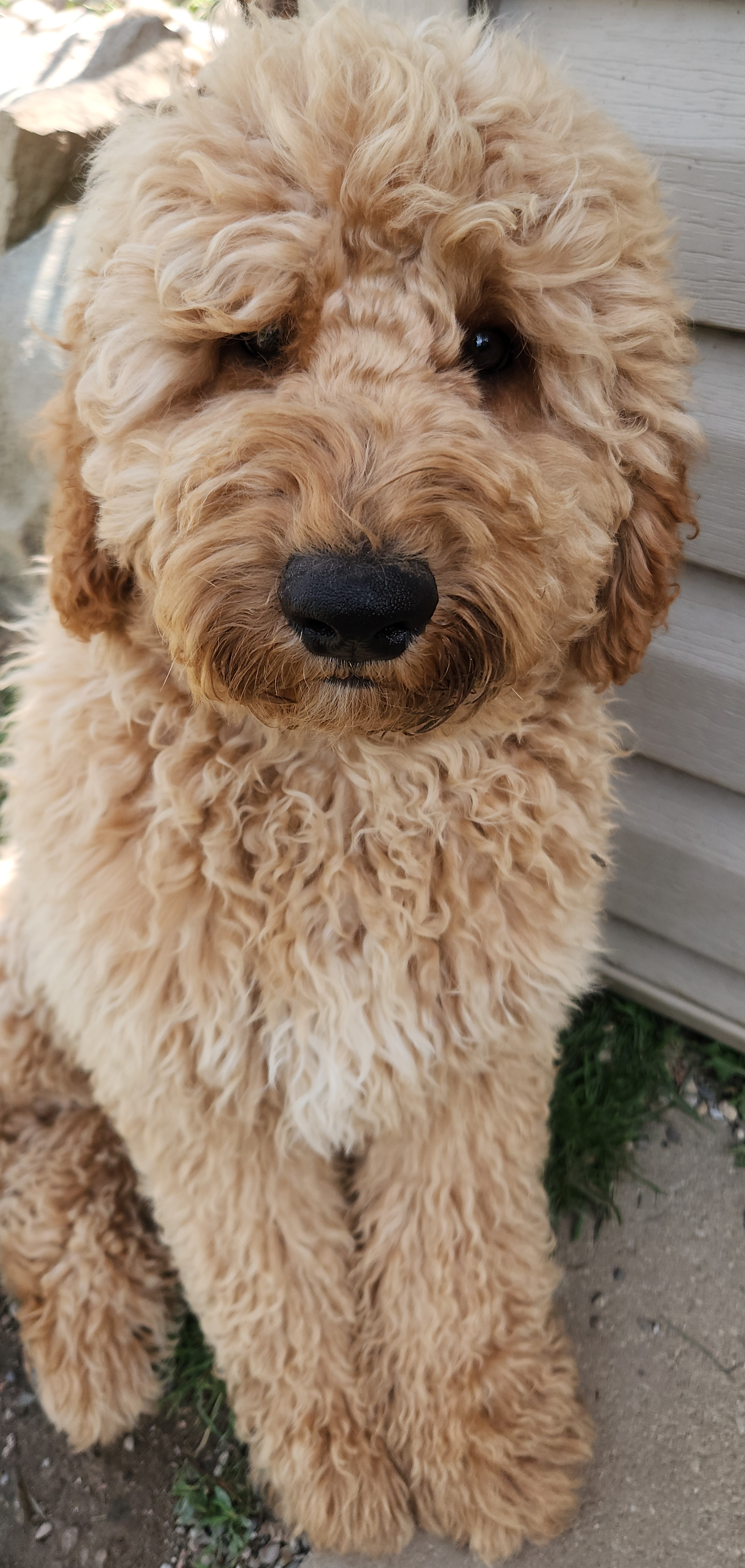 labradoodle