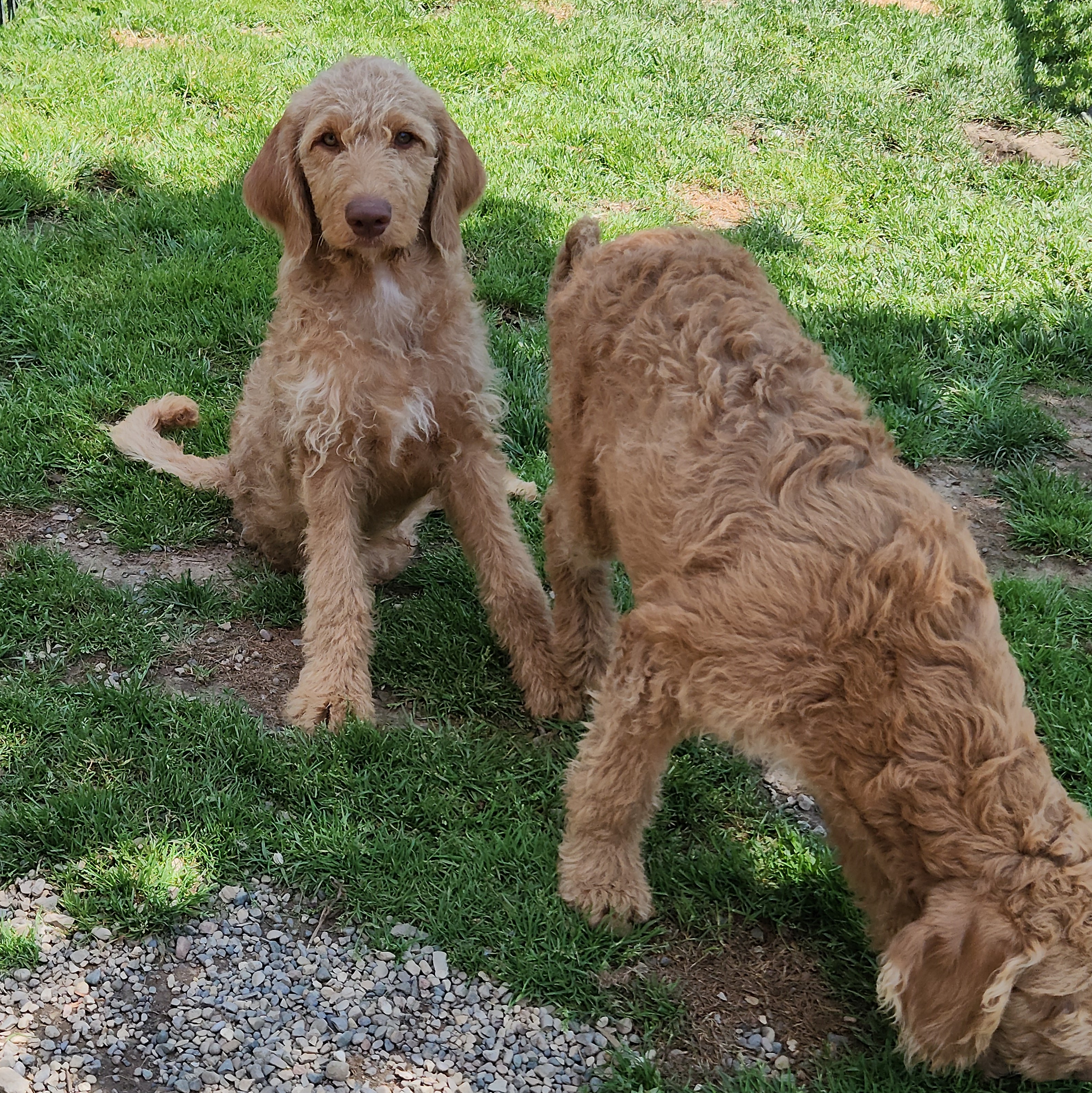 labradoodle