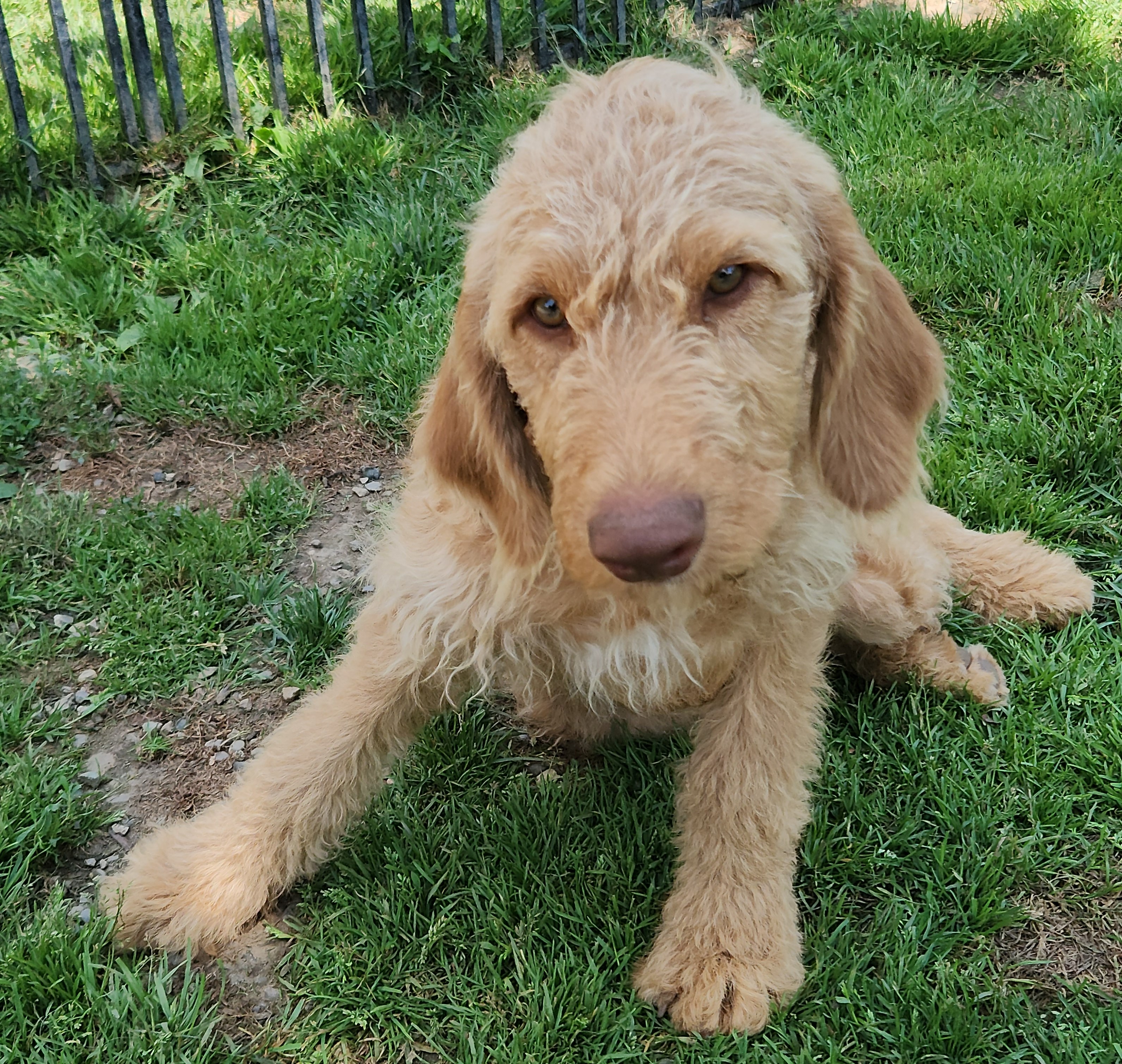 labradoodle