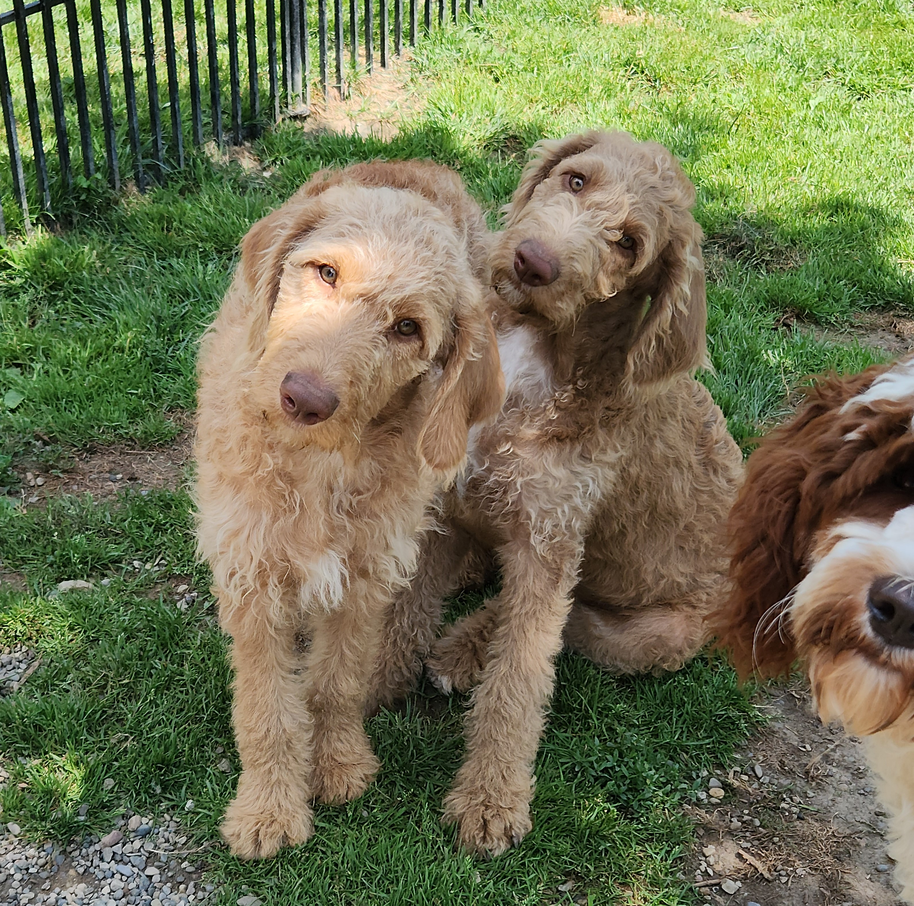labradoodle