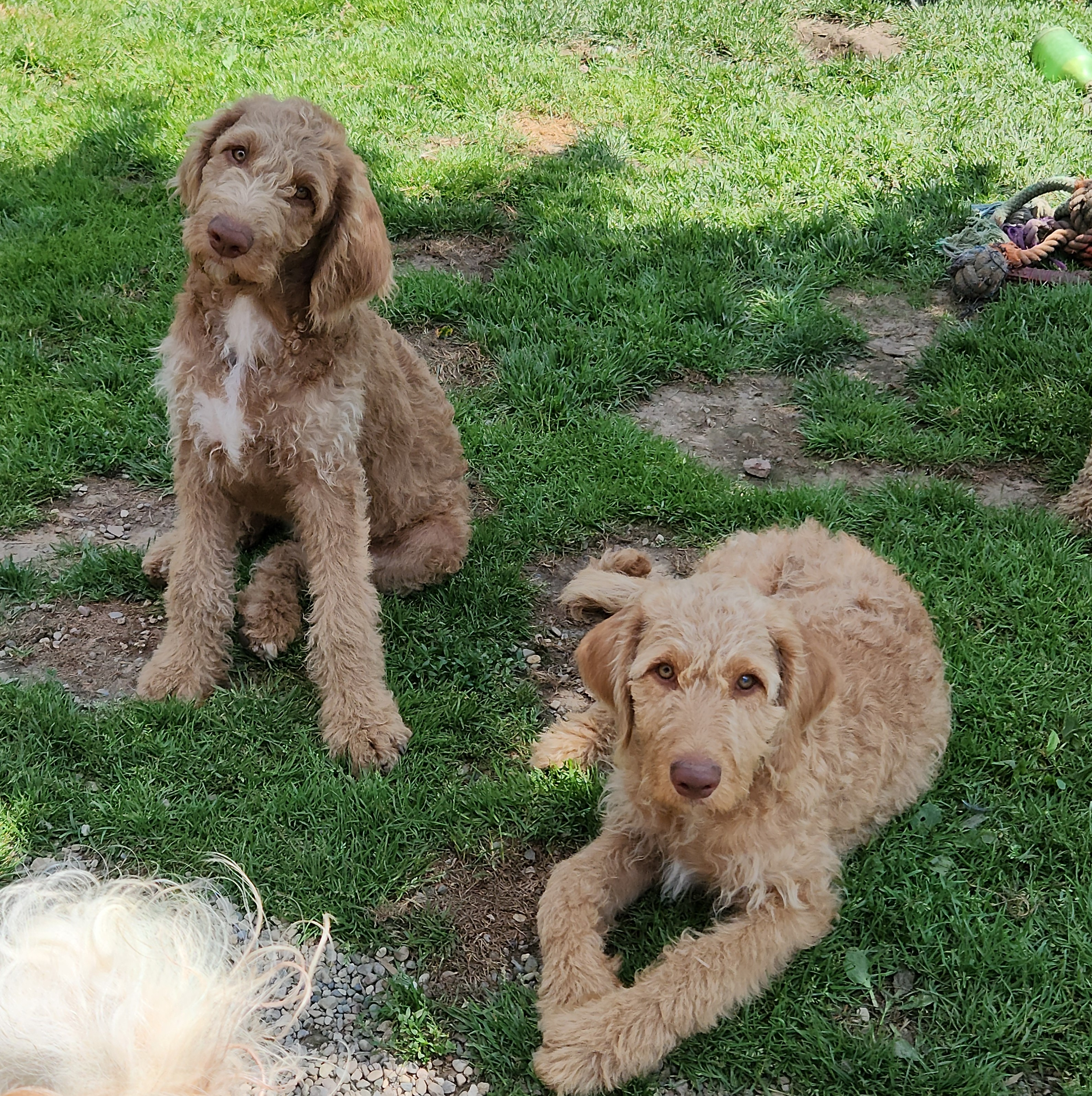 labradoodle