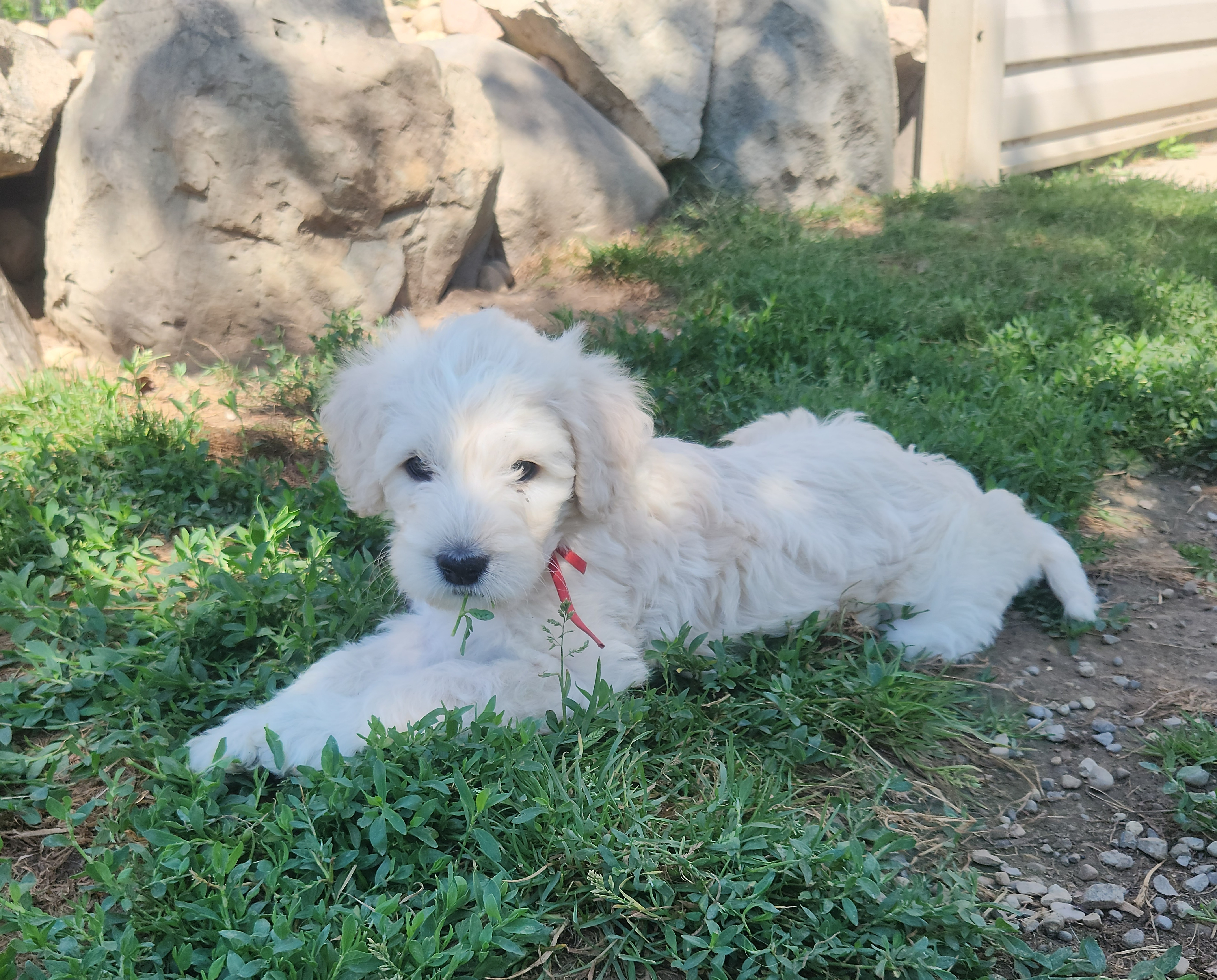labradoodle
