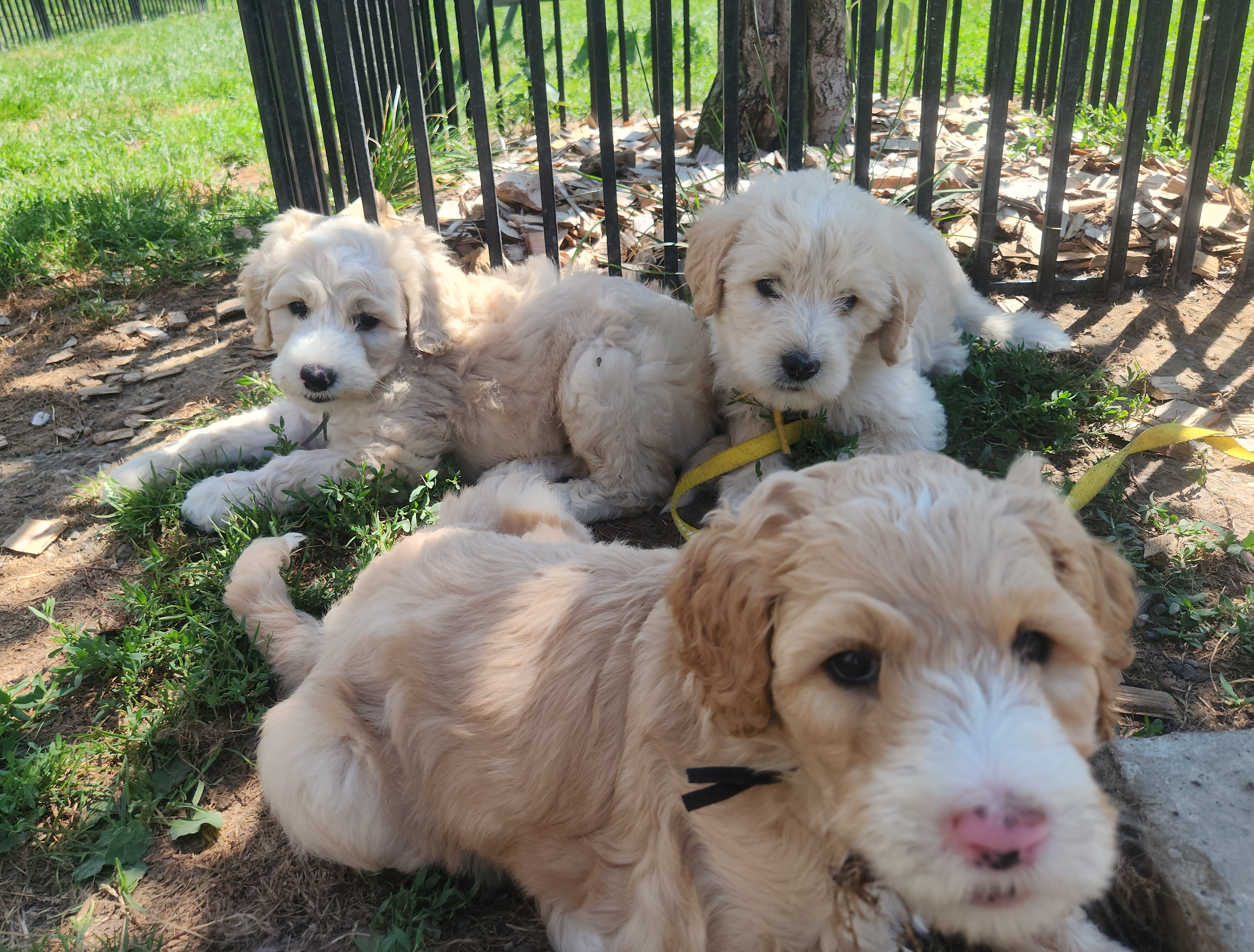 labradoodle