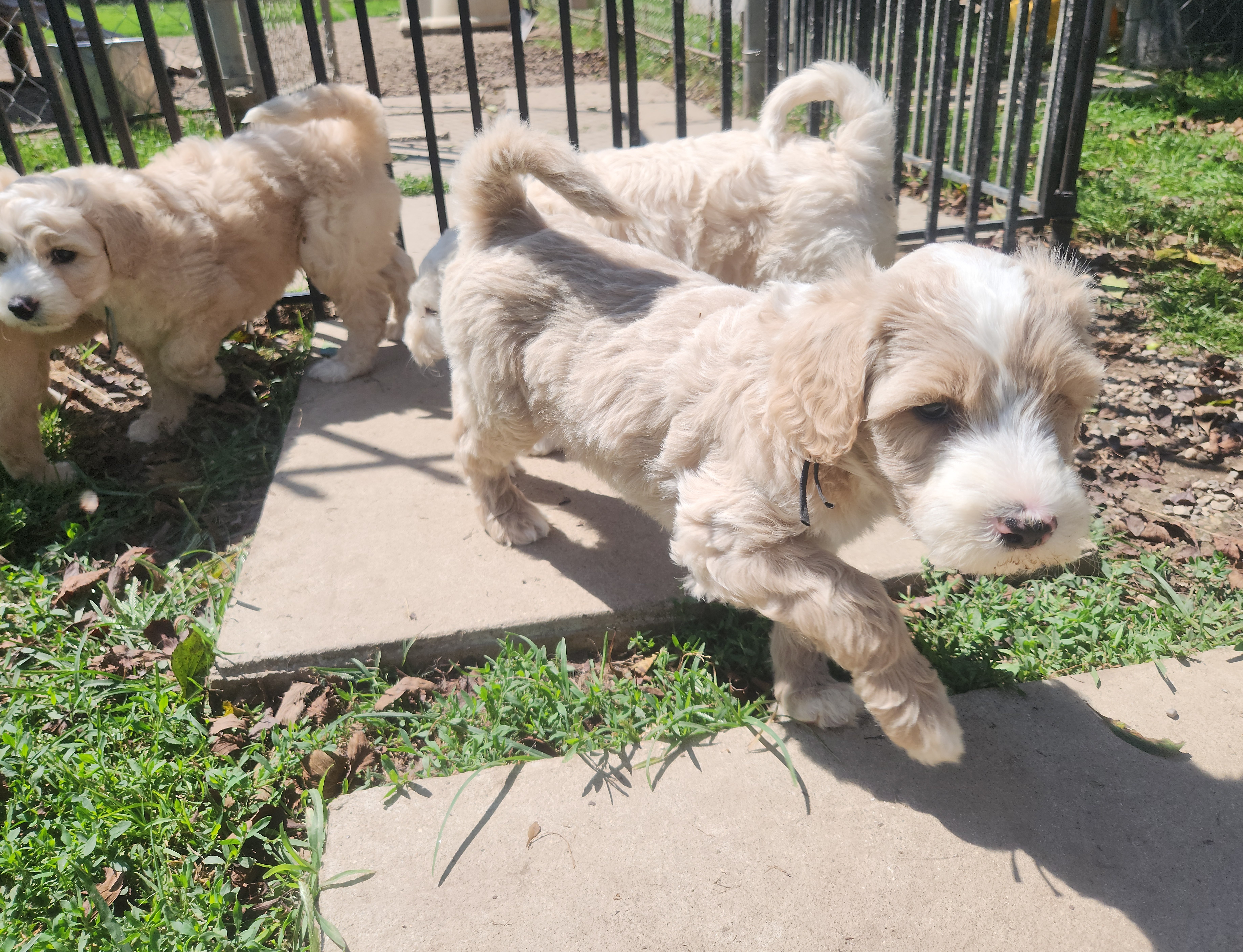 labradoodle