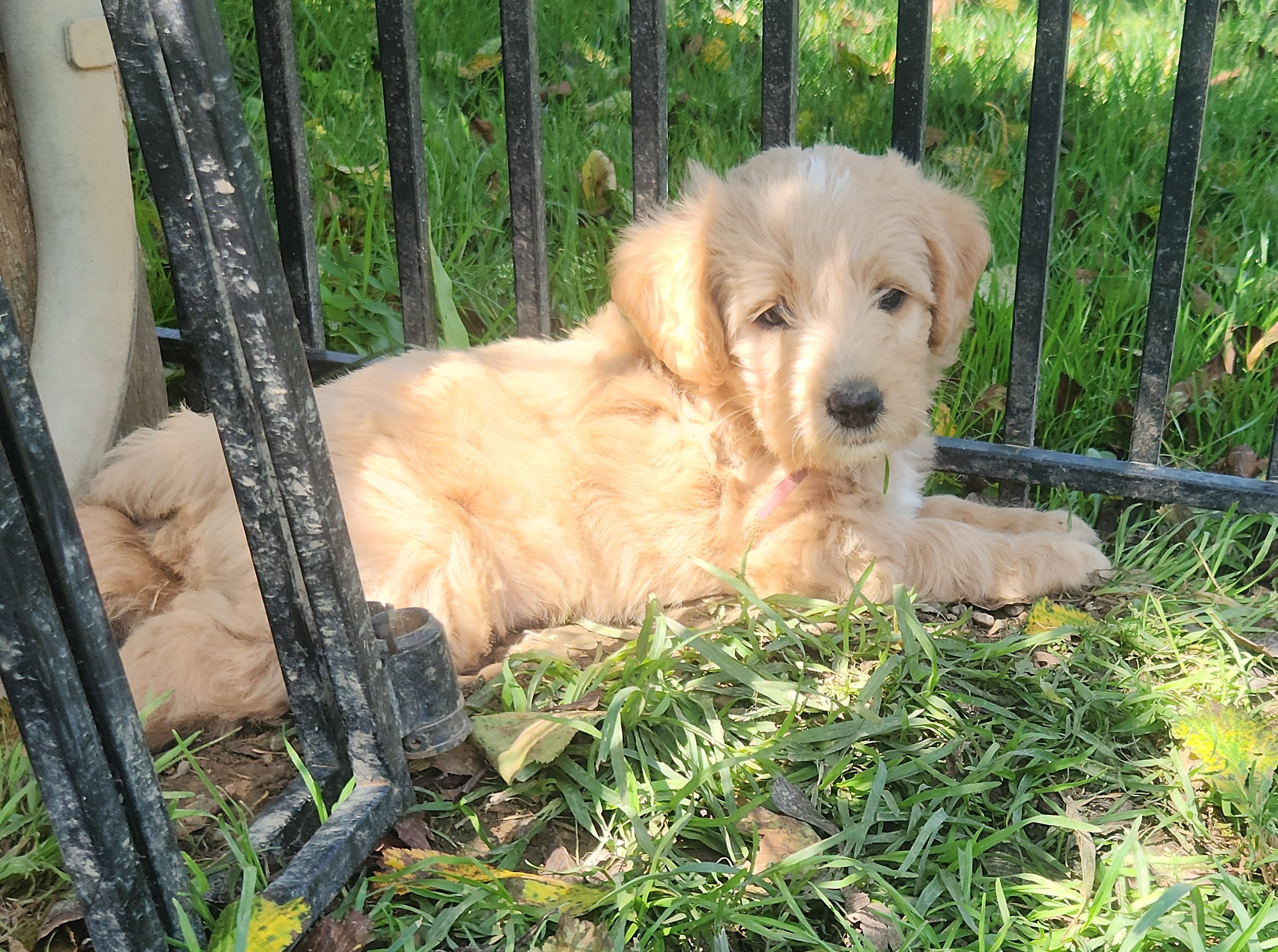 labradoodle
