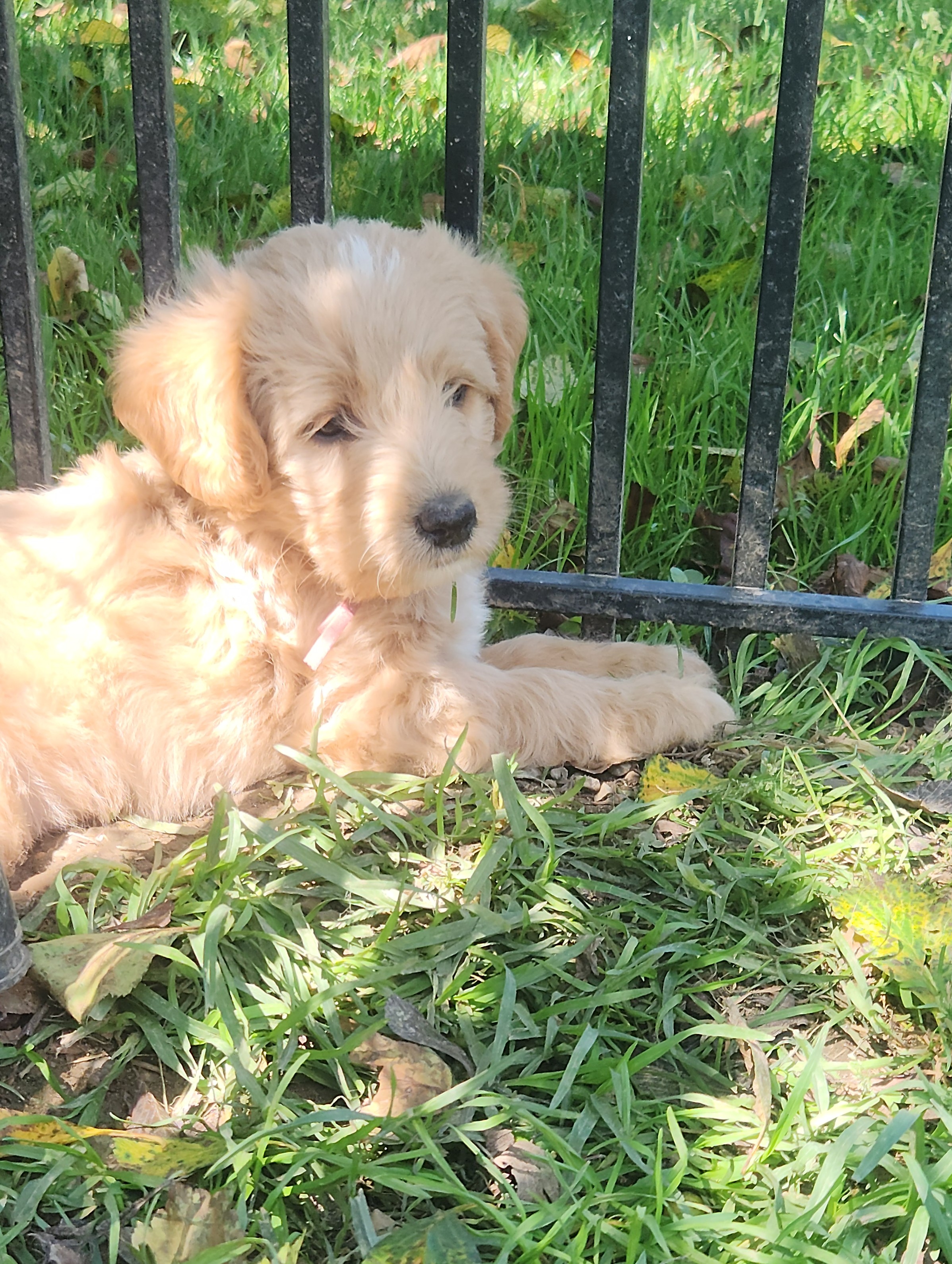 labradoodle