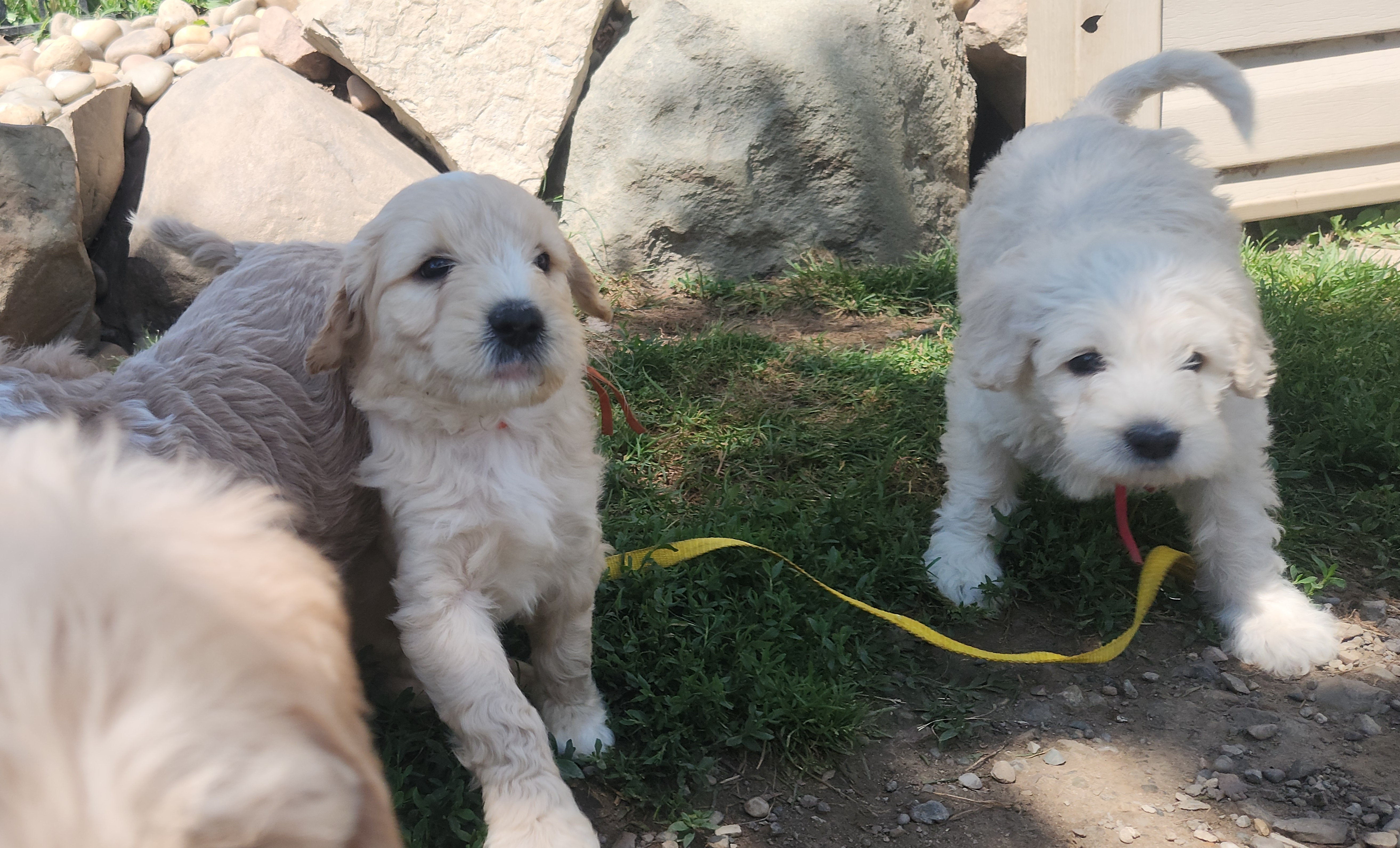 labradoodle