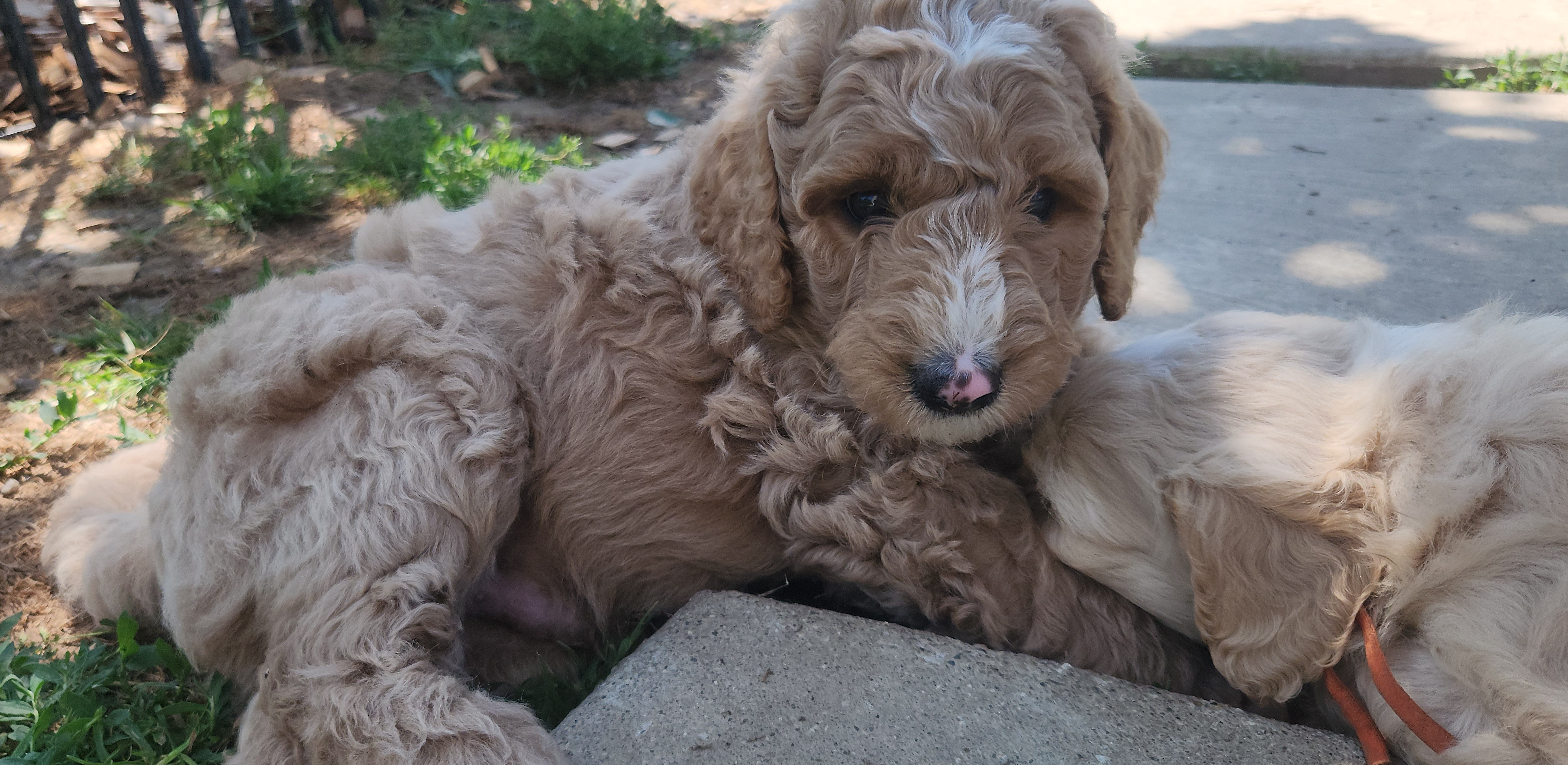 labradoodle