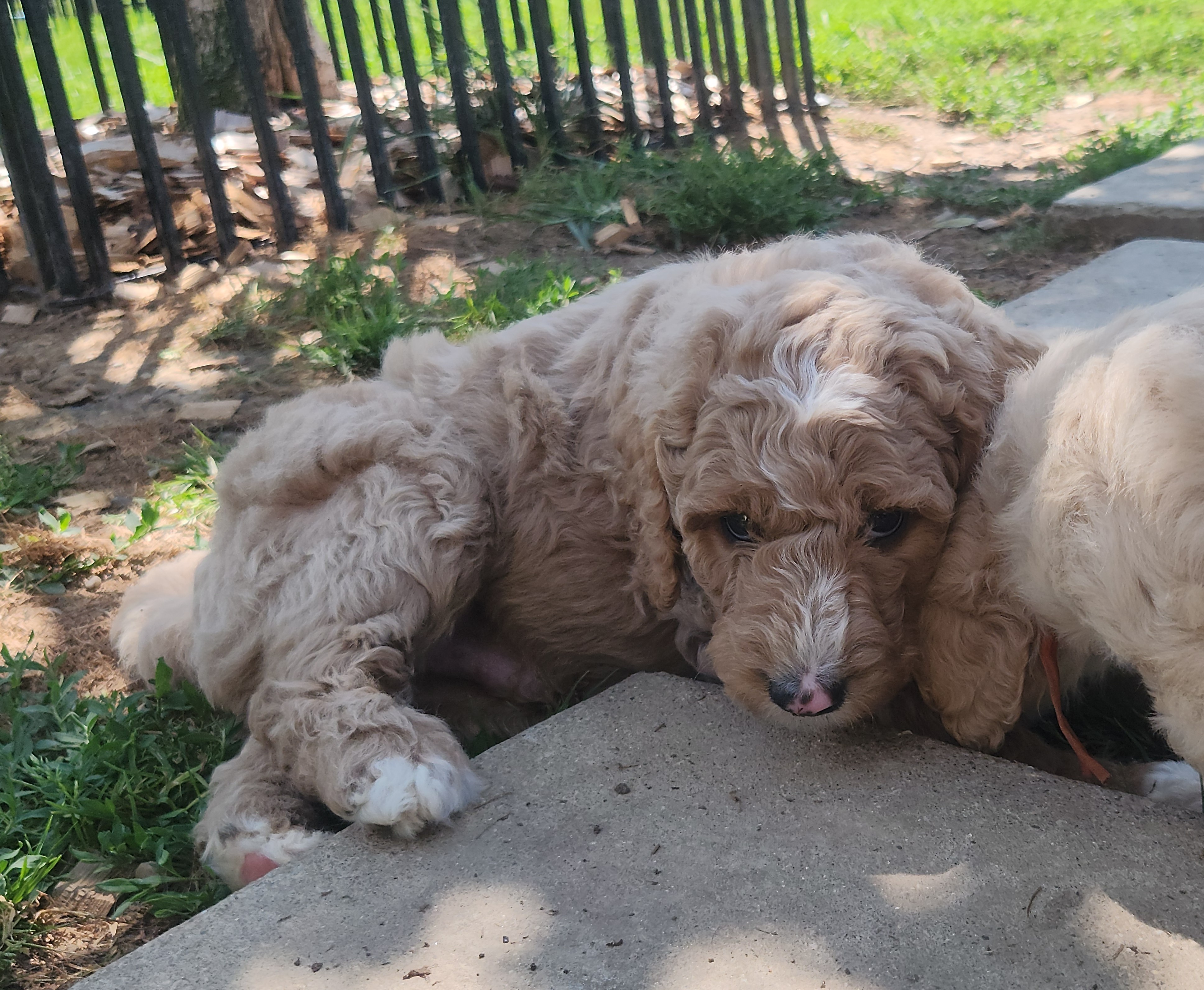 labradoodle