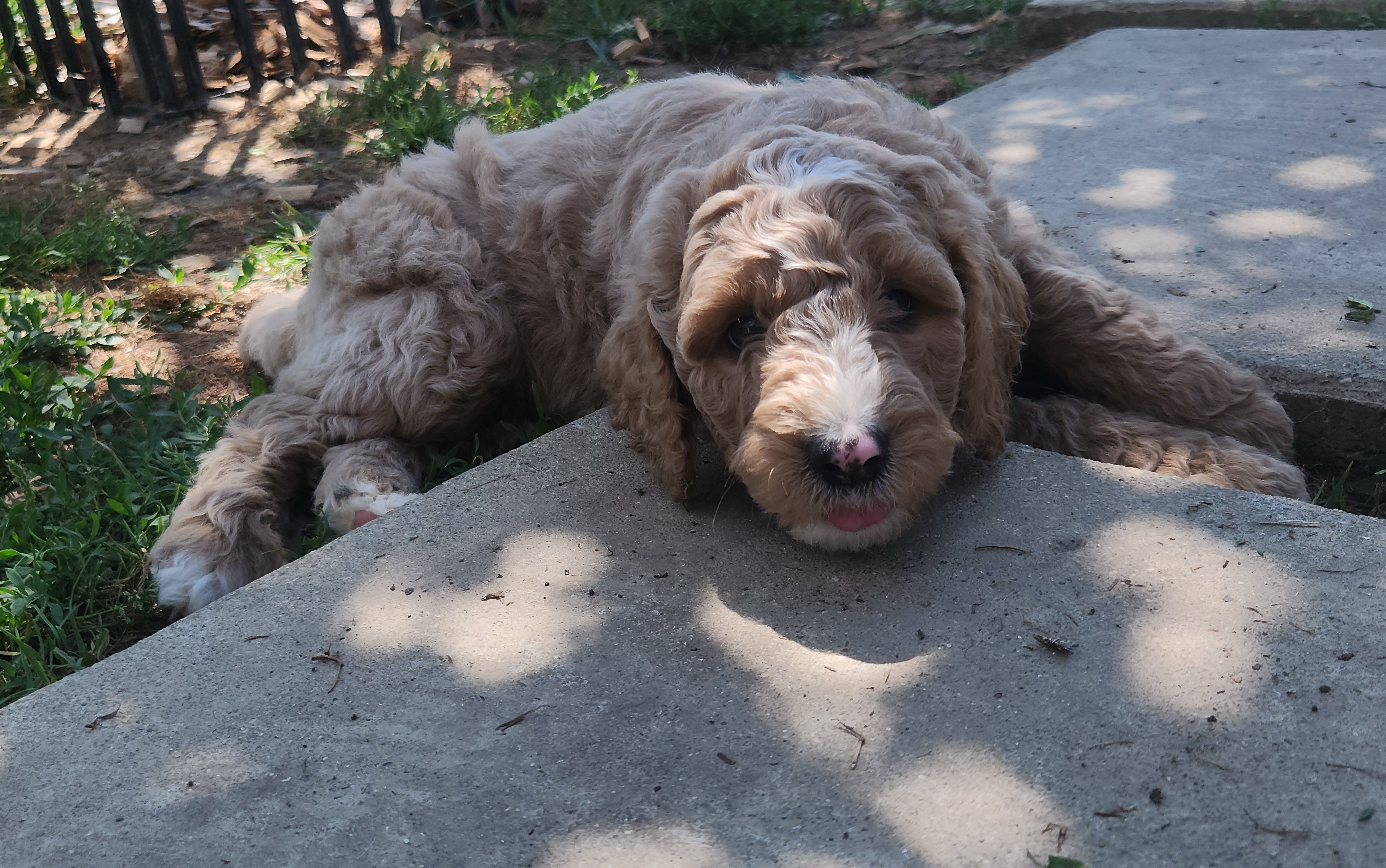 labradoodle