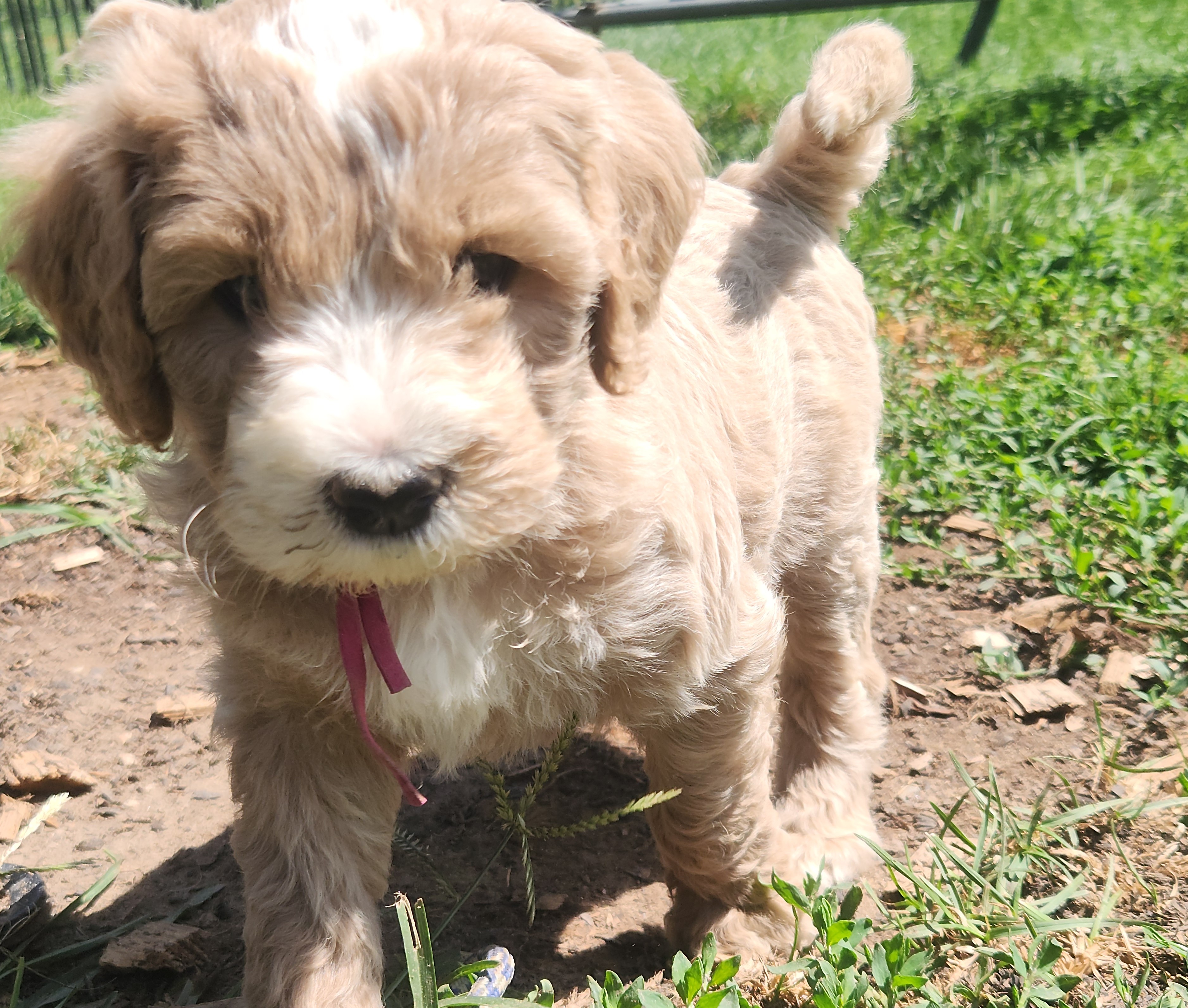 labradoodle