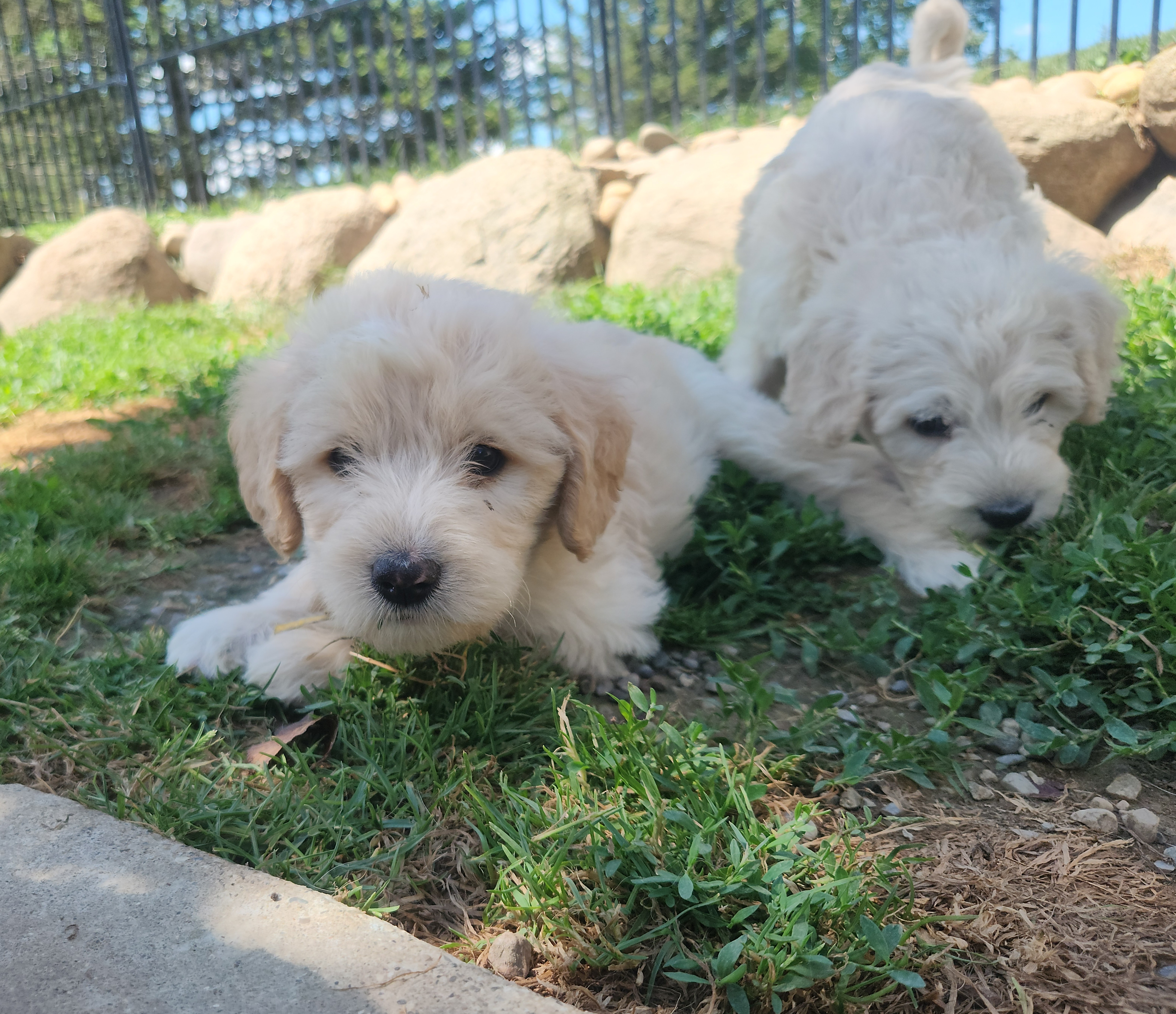 labradoodle