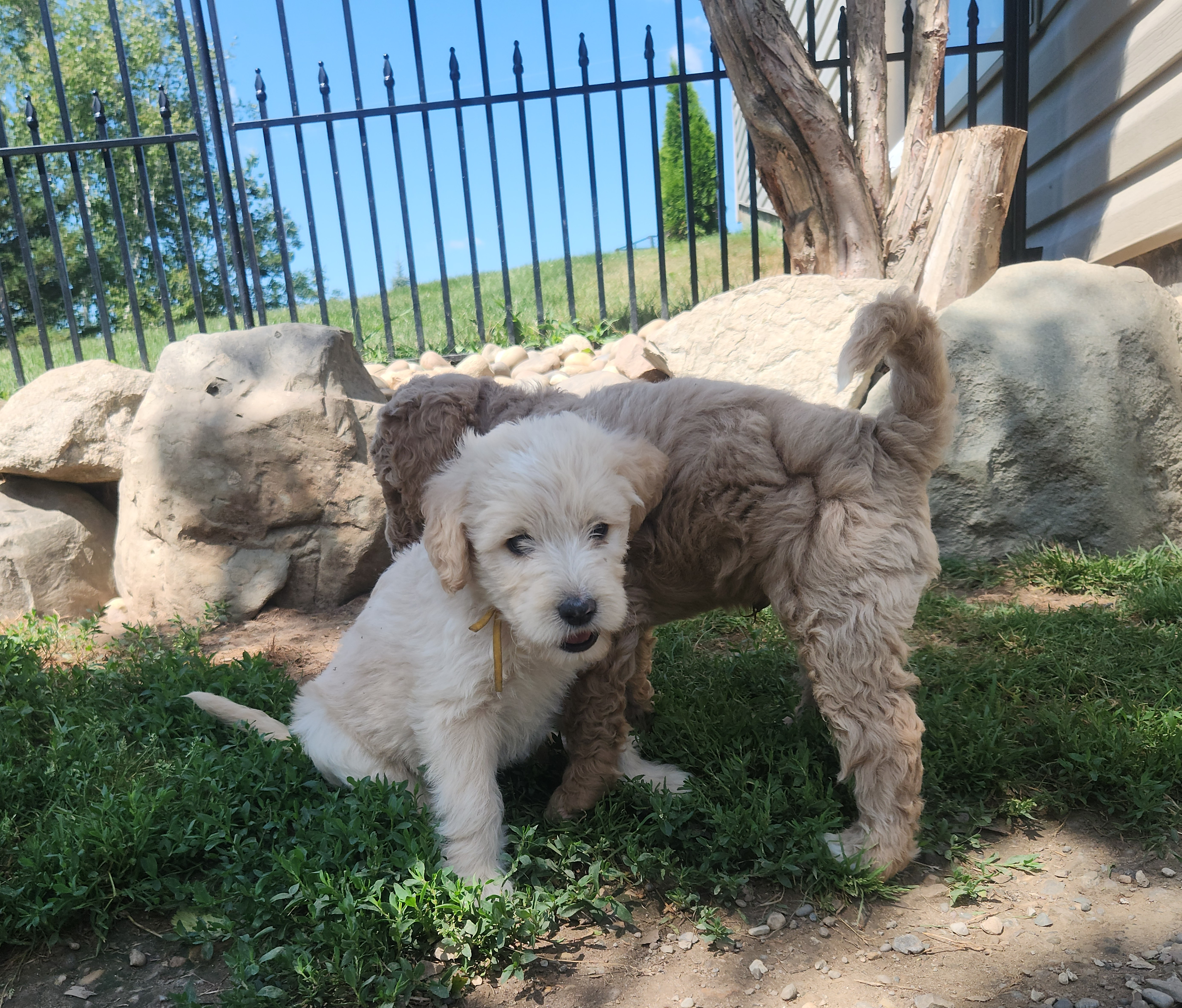 labradoodle