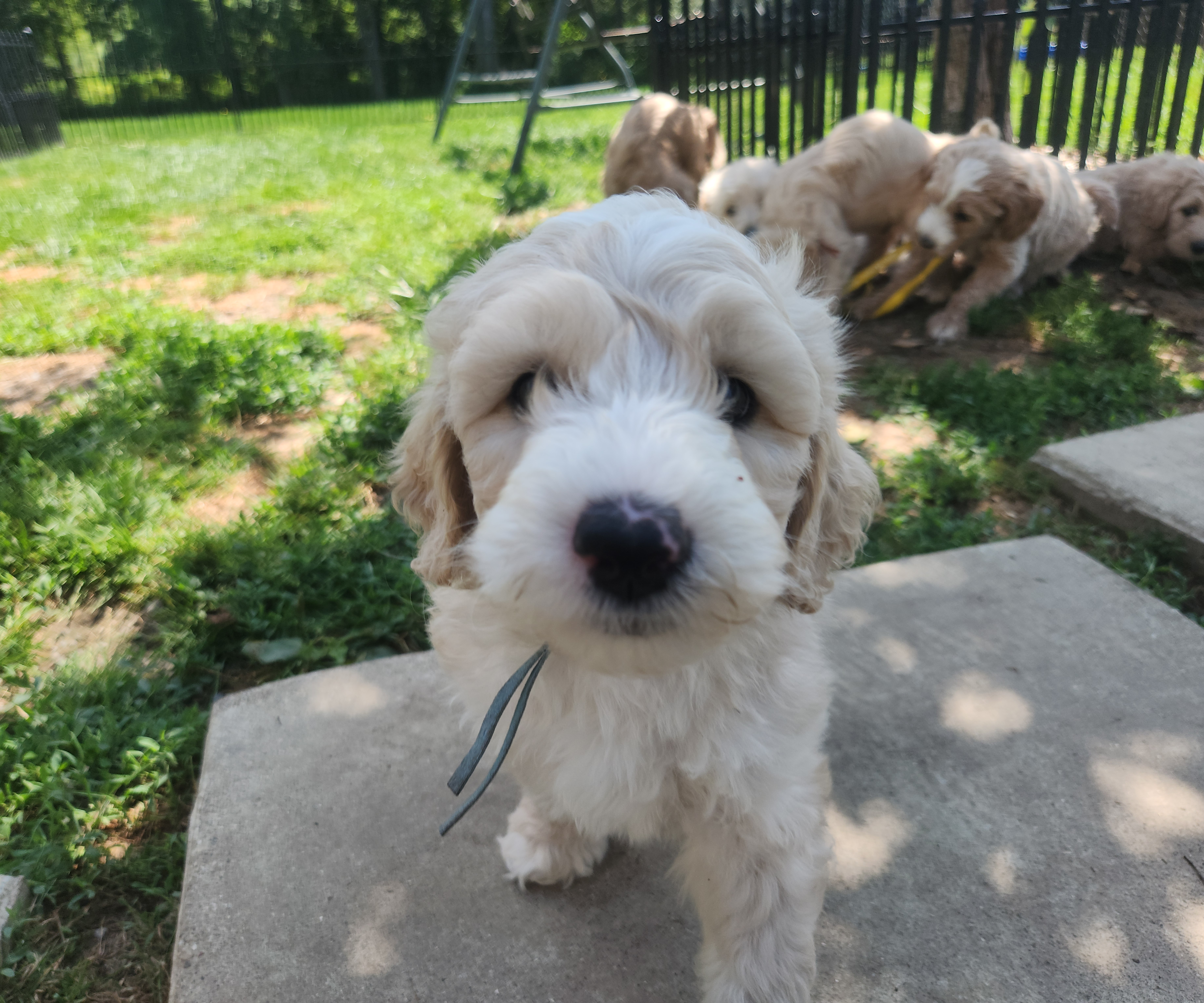 labradoodle