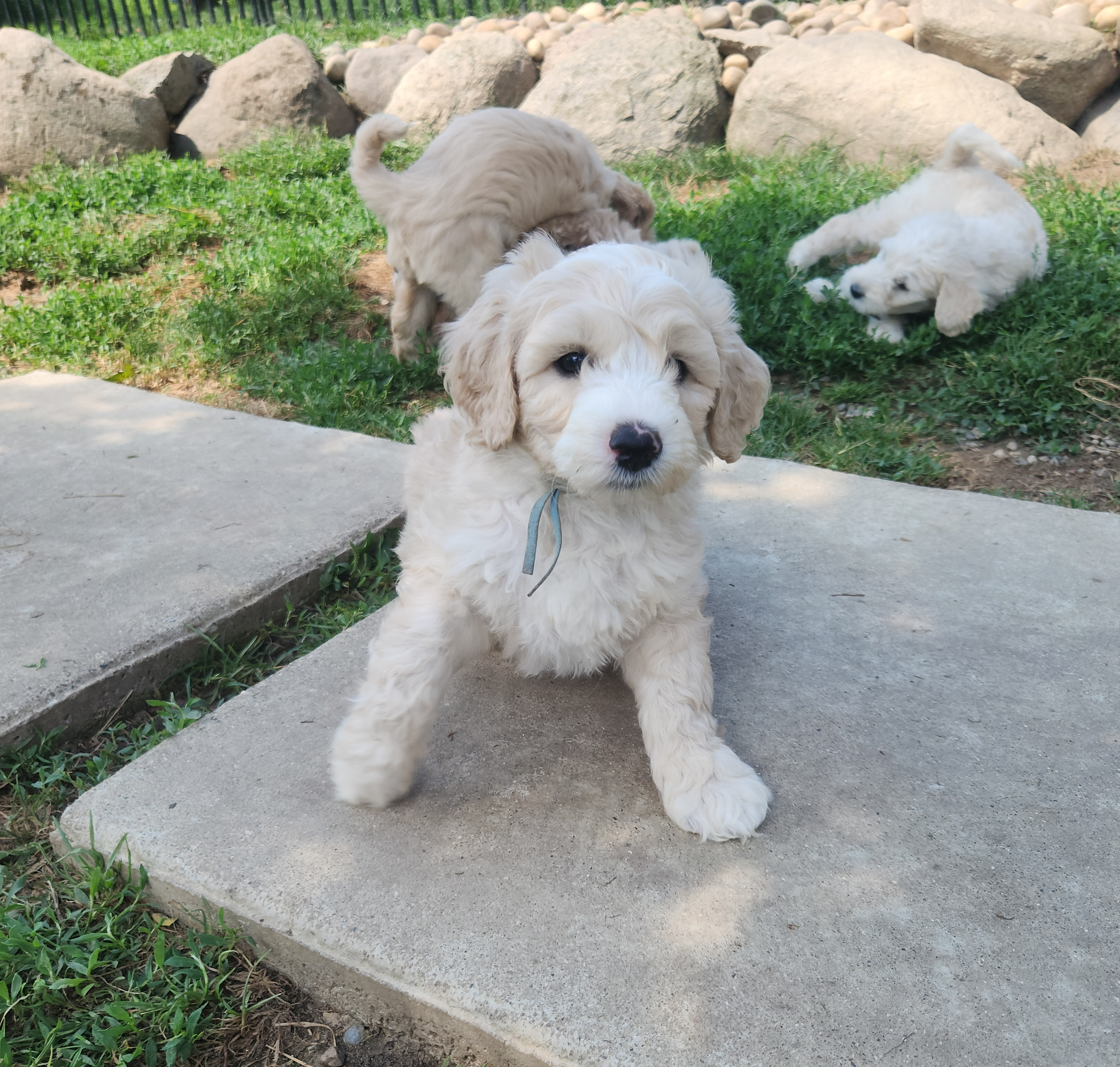 labradoodle
