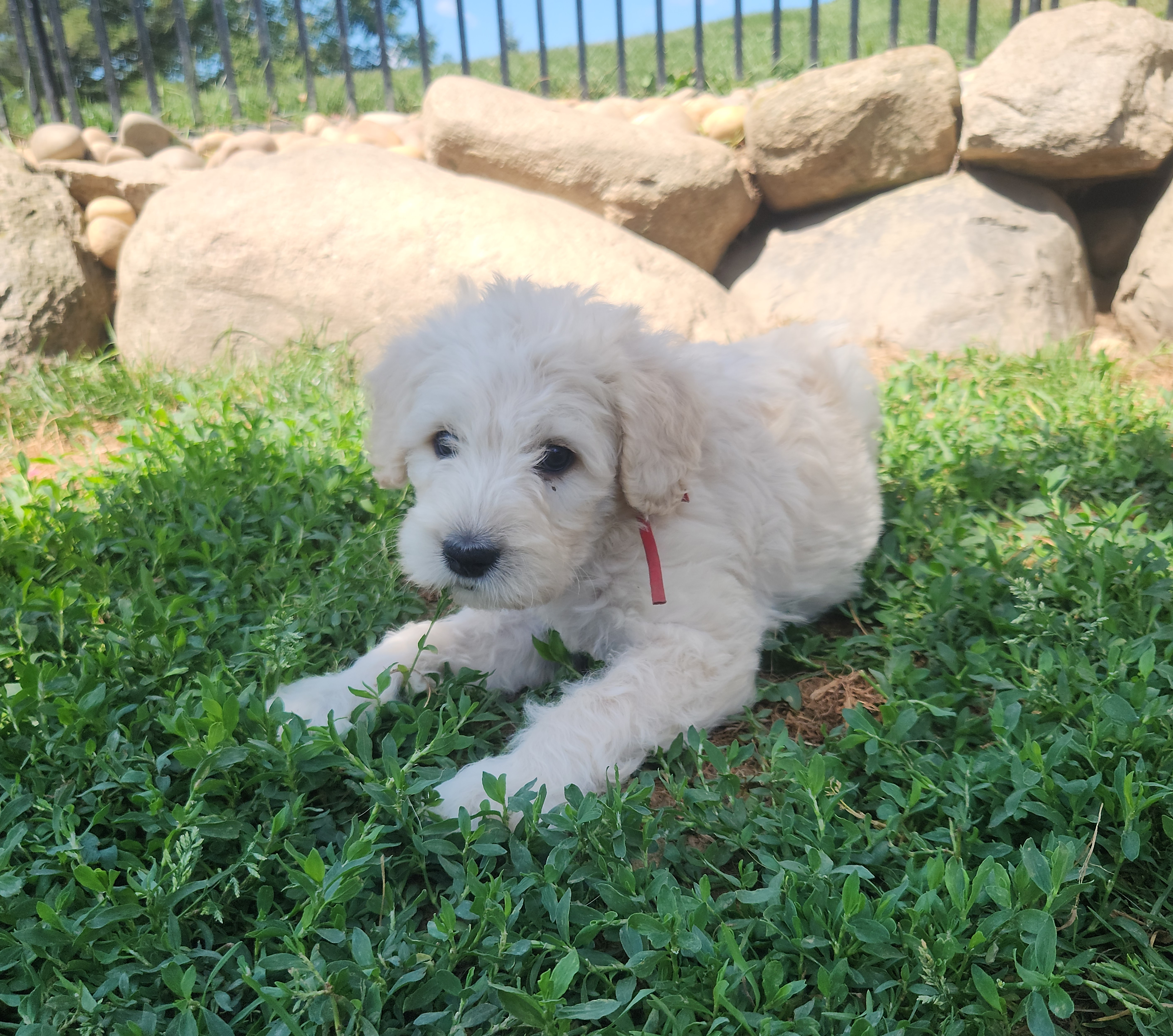 labradoodle