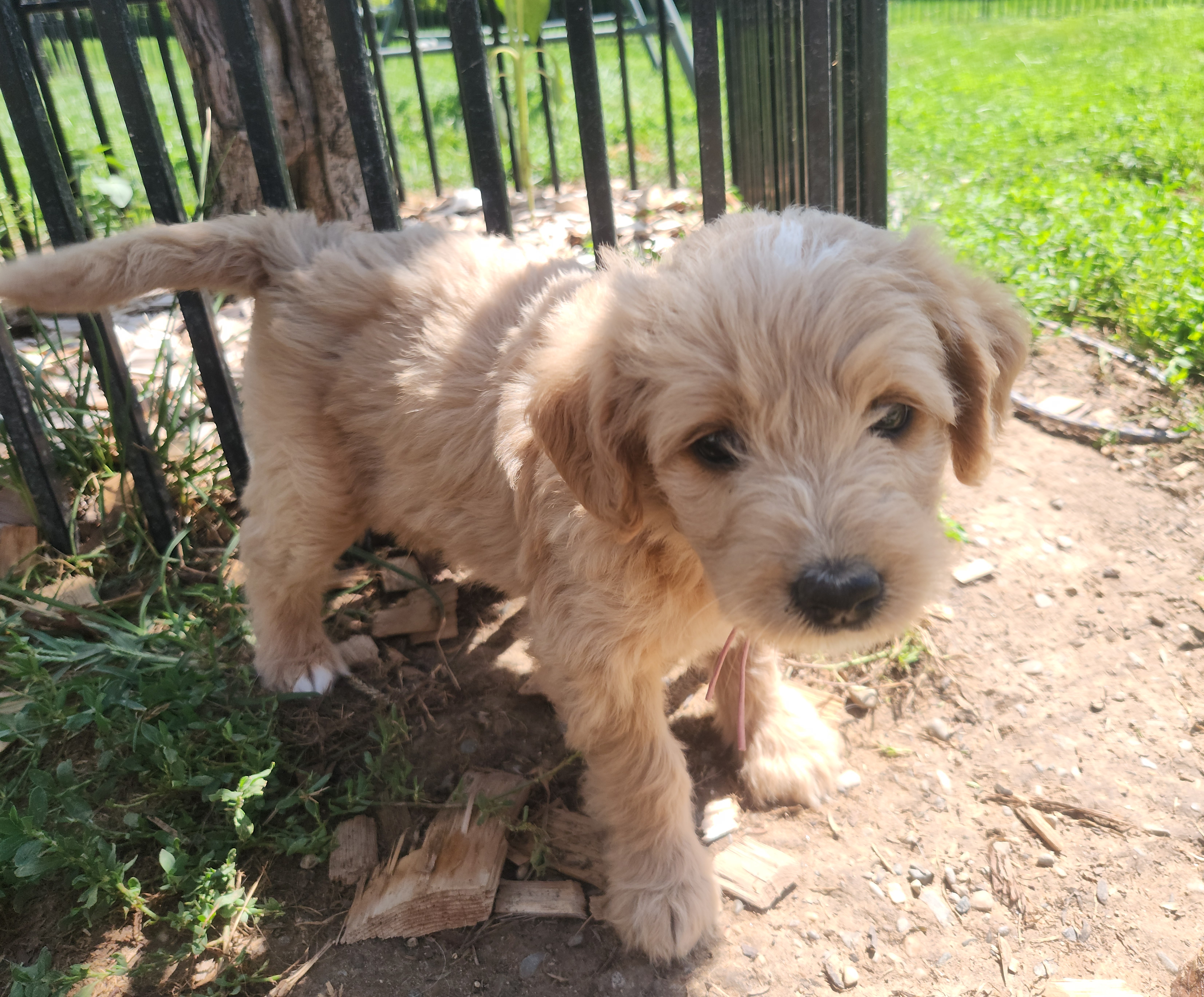 labradoodle