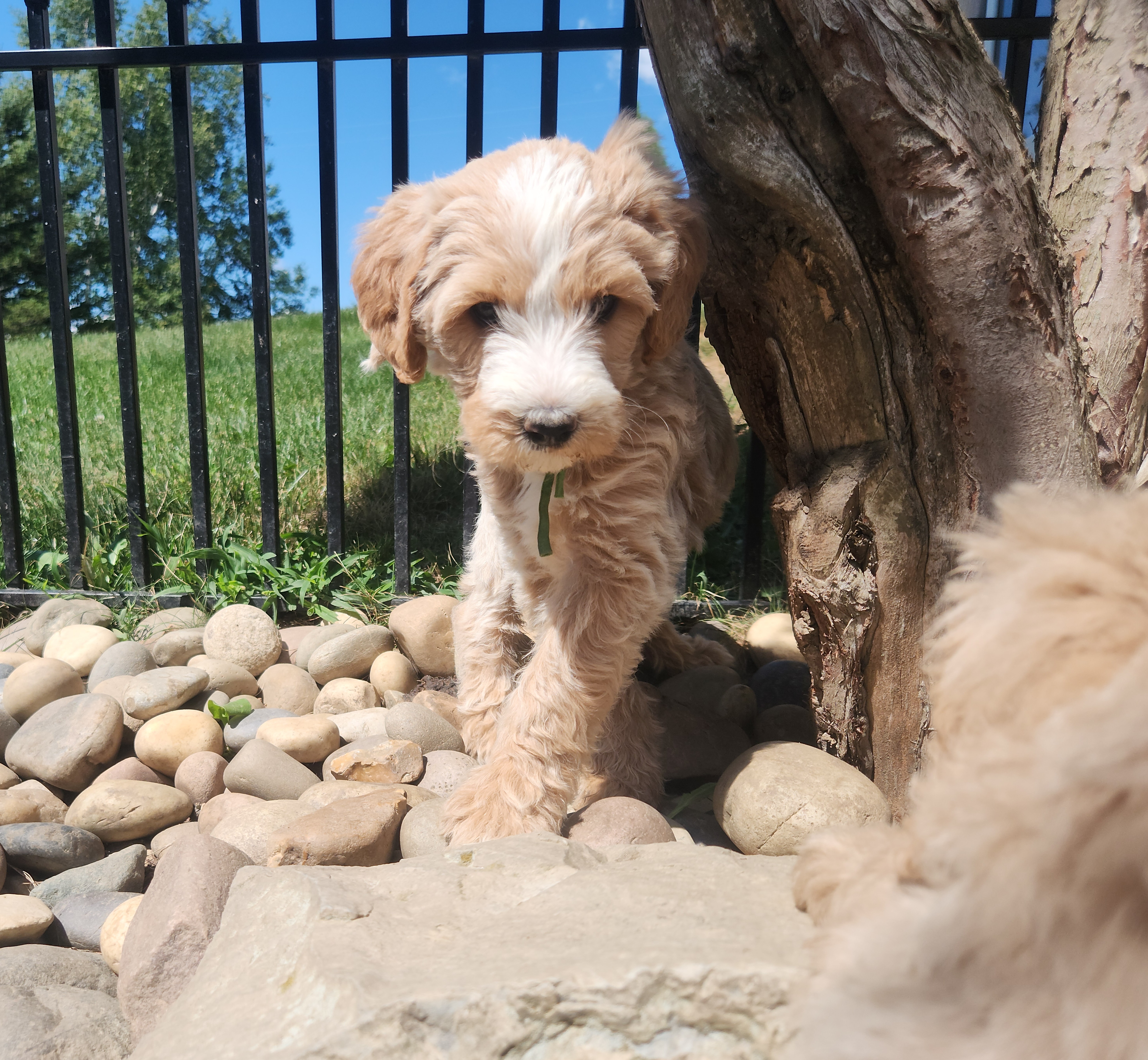 labradoodle