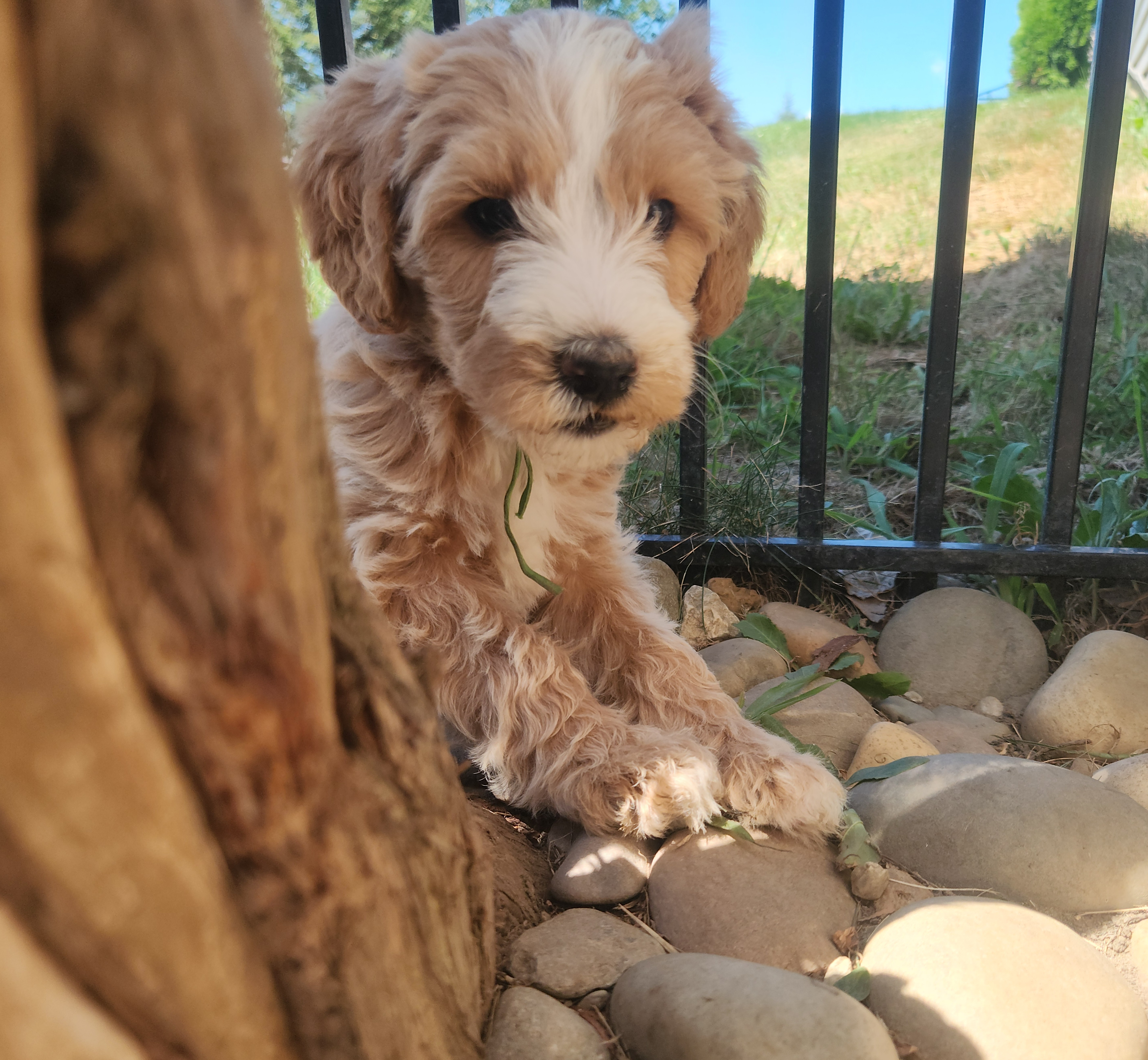 labradoodle