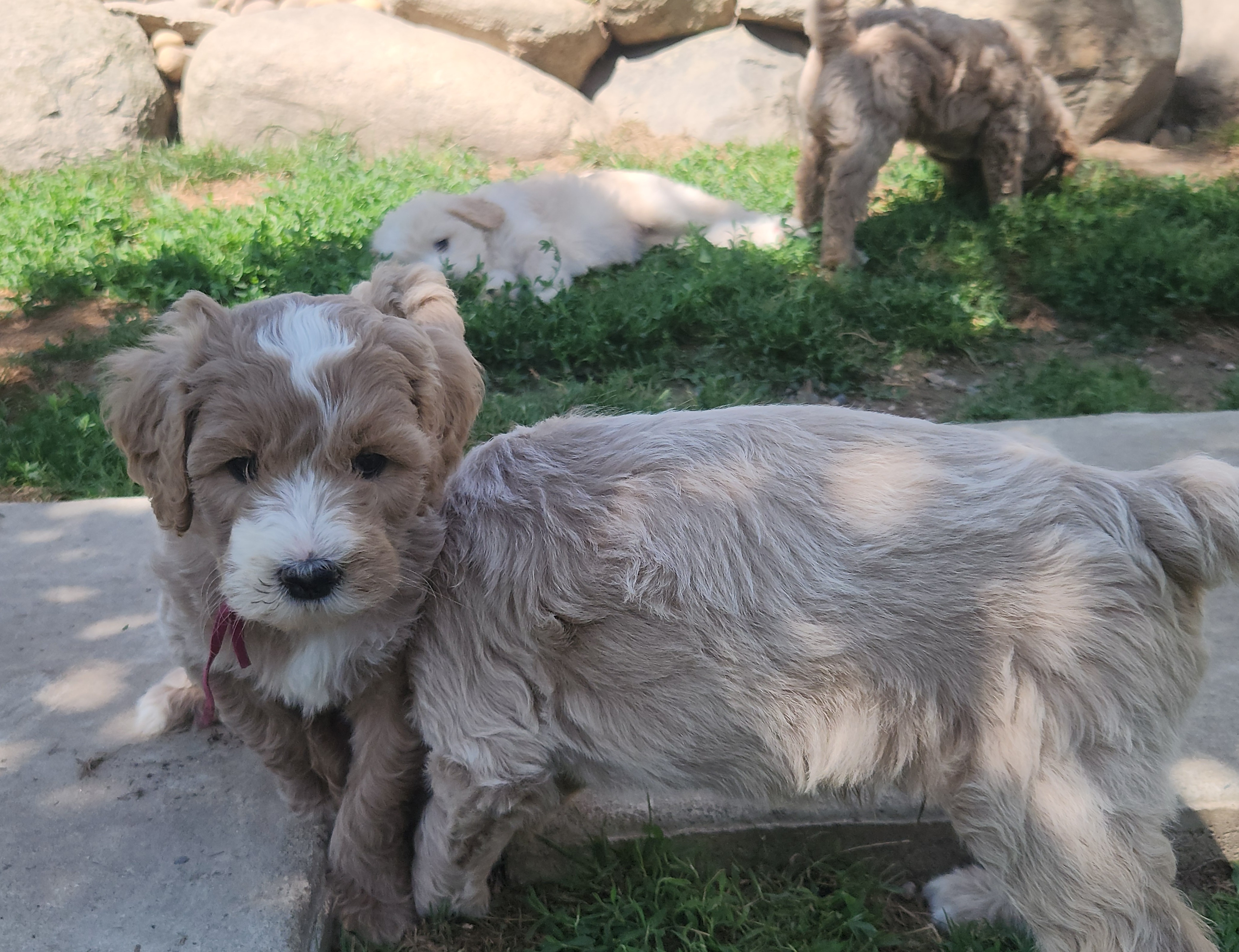 labradoodle